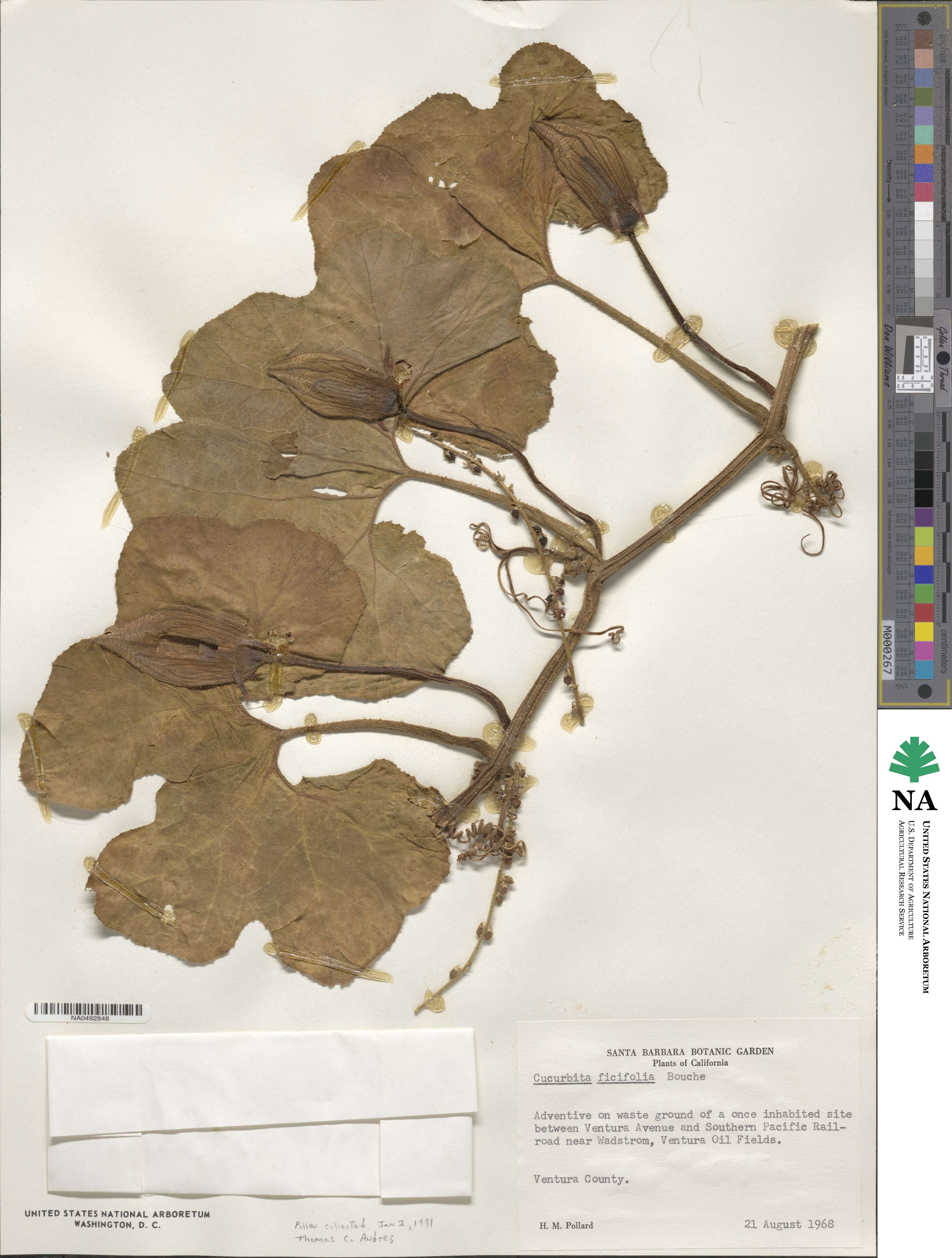 Cucurbita ficifolia image