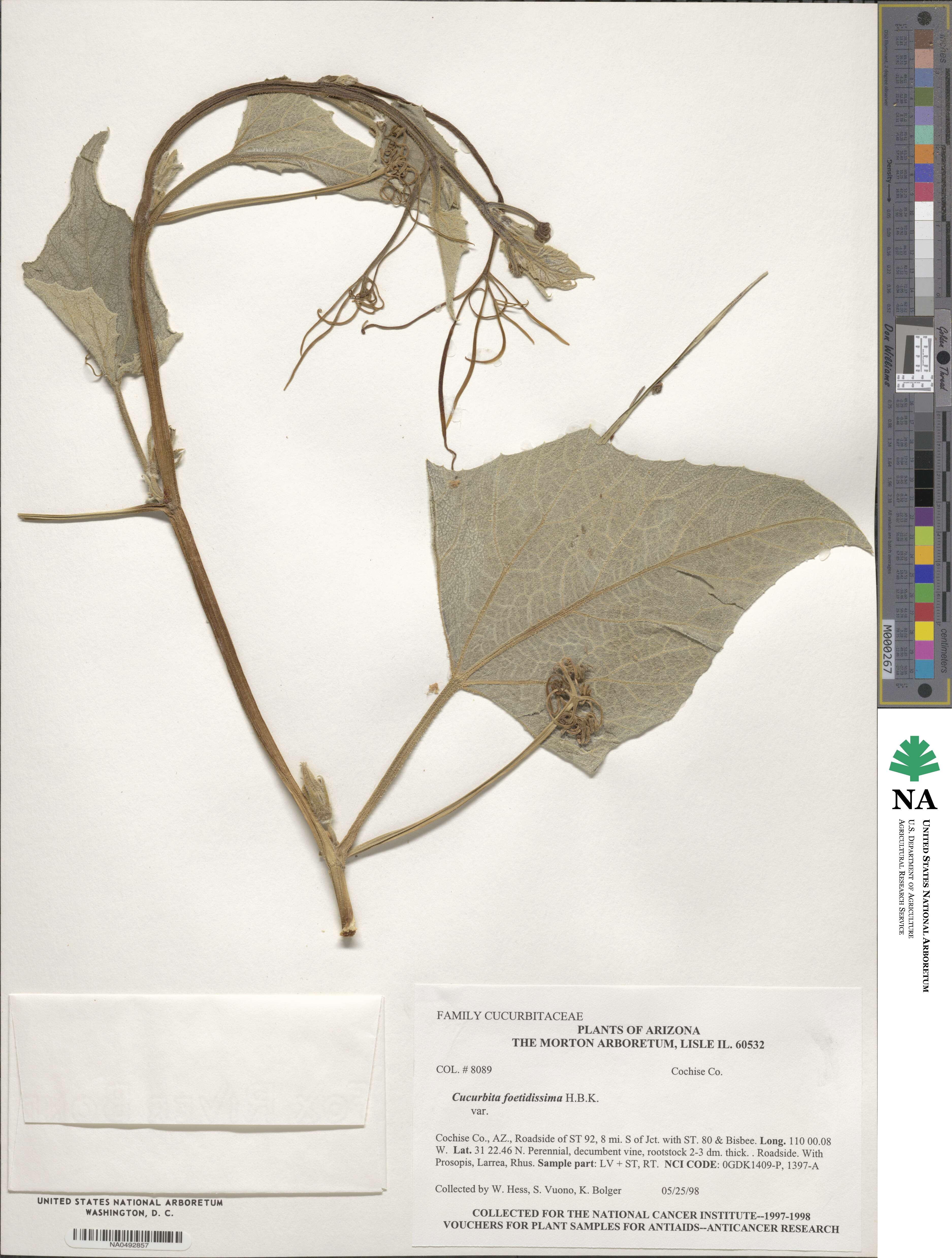 Cucurbita foetidissima image