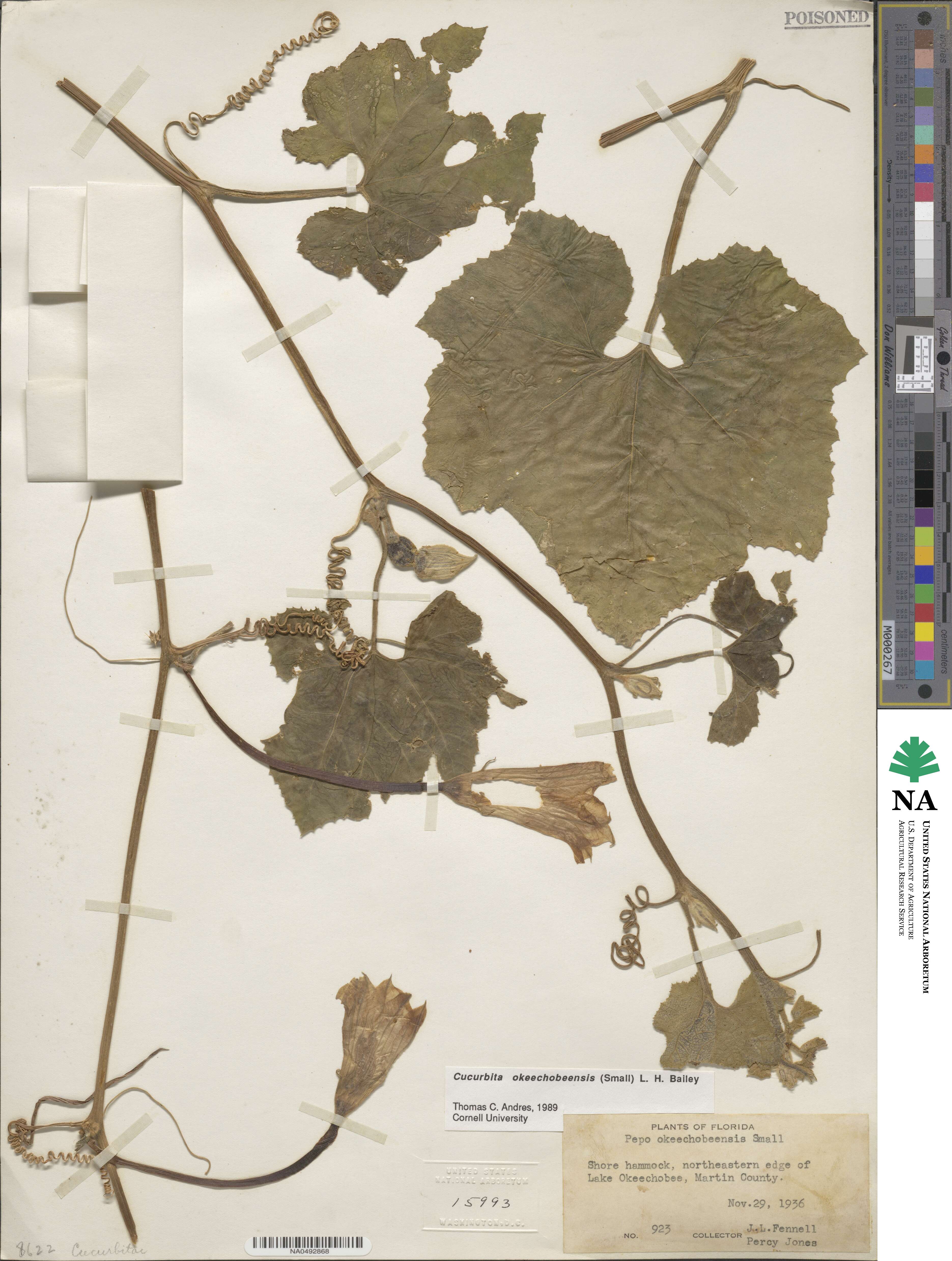 Cucurbita okeechobeensis image