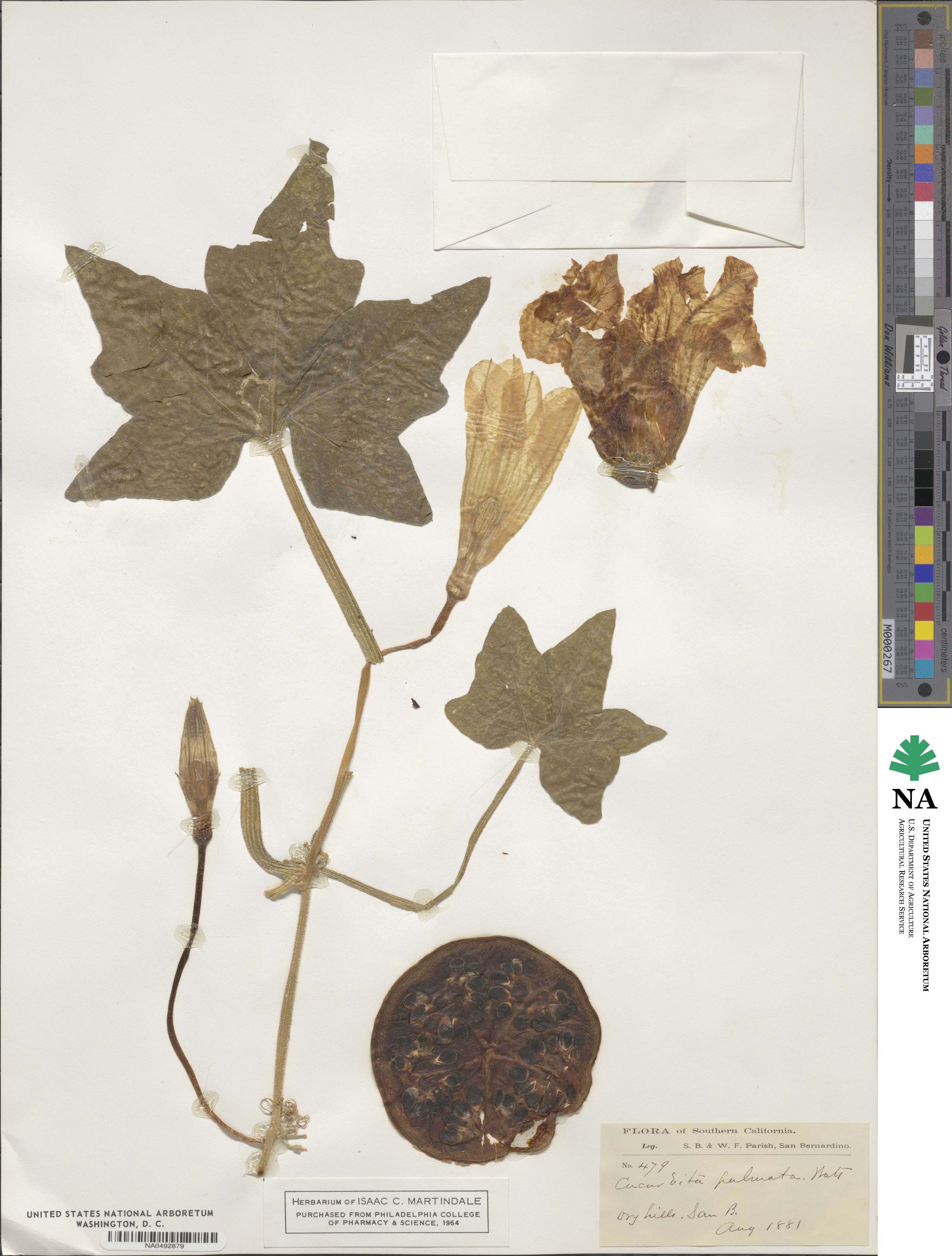 Cucurbita palmata image