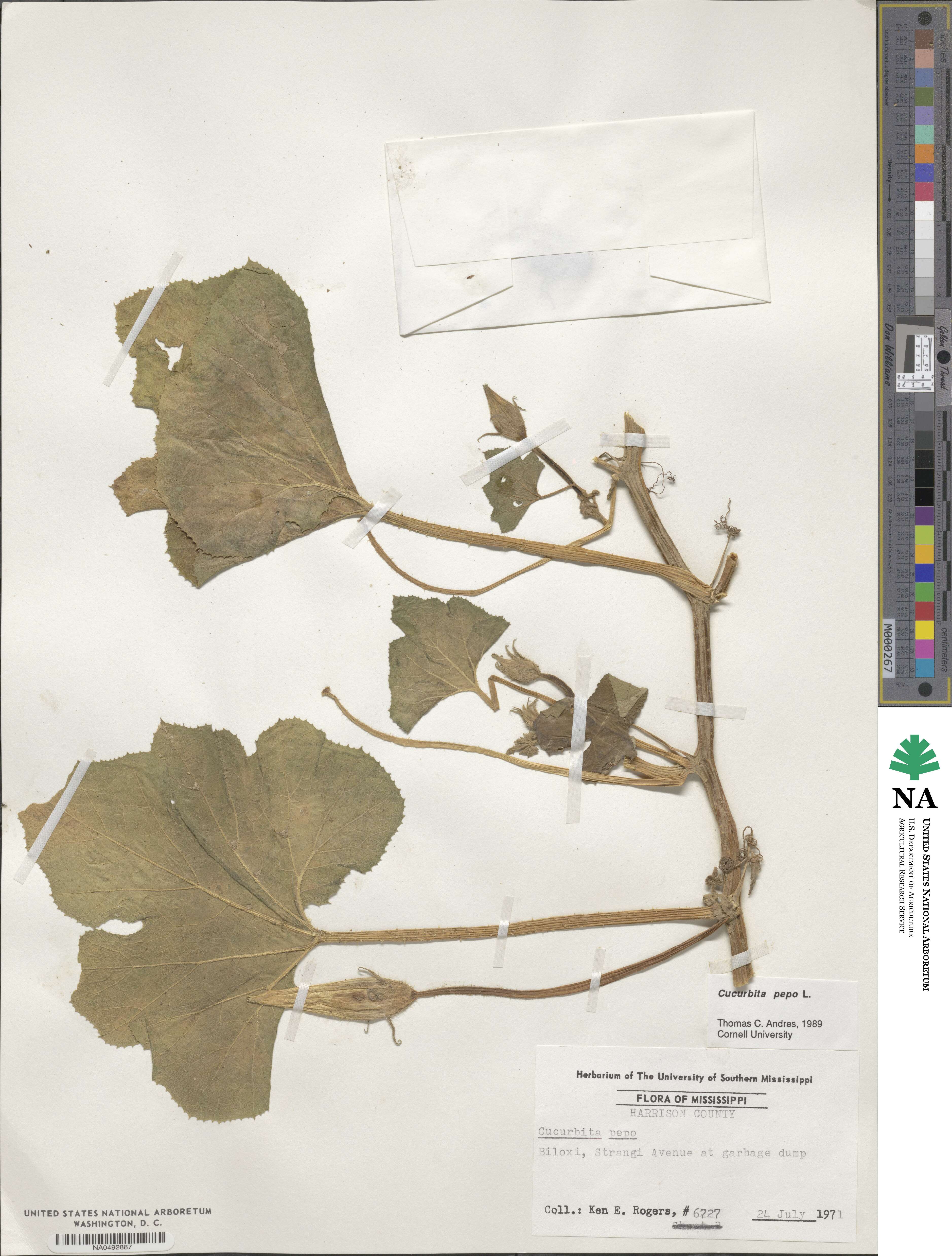 Cucurbita pepo image