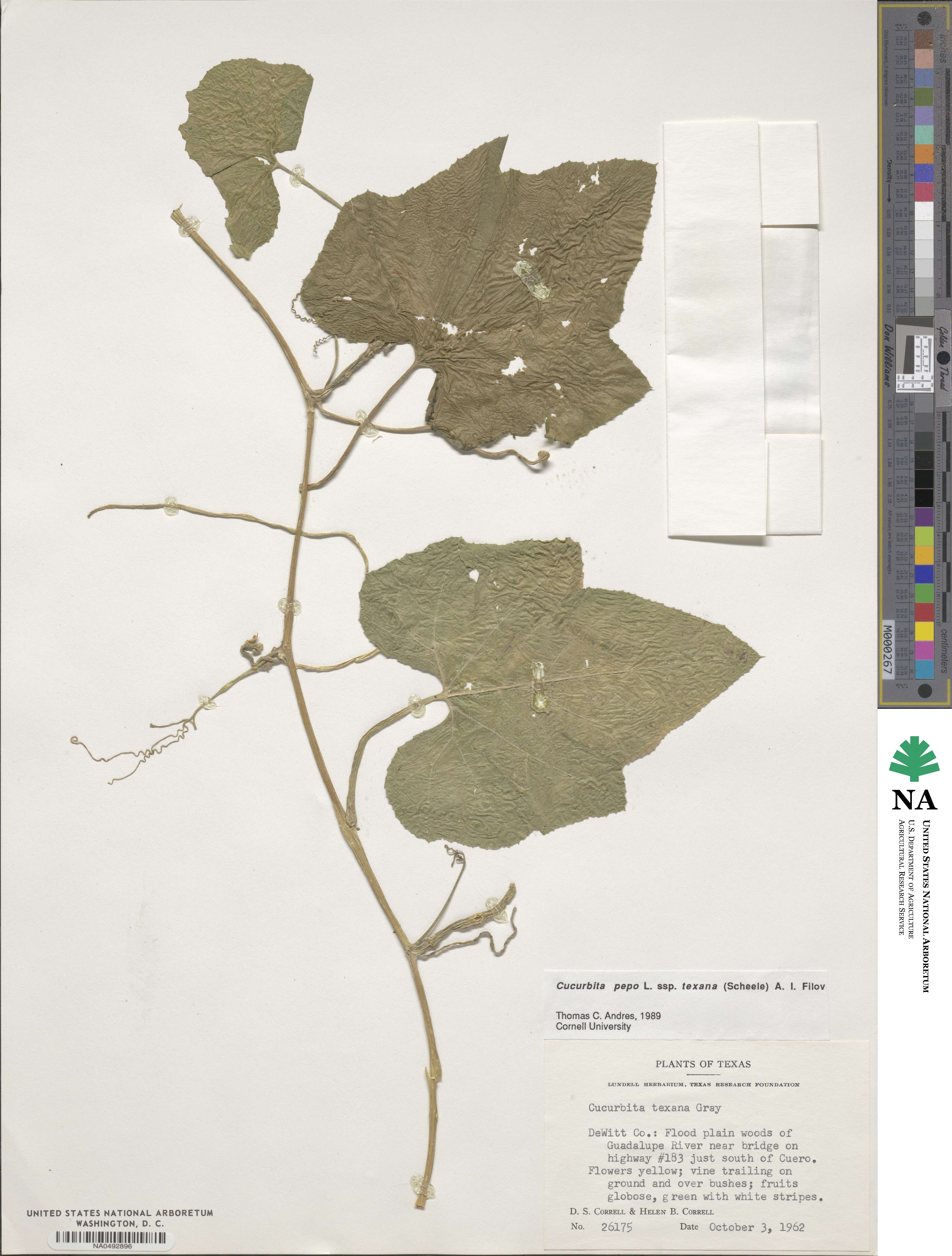 Cucurbita melopepo subsp. texana image