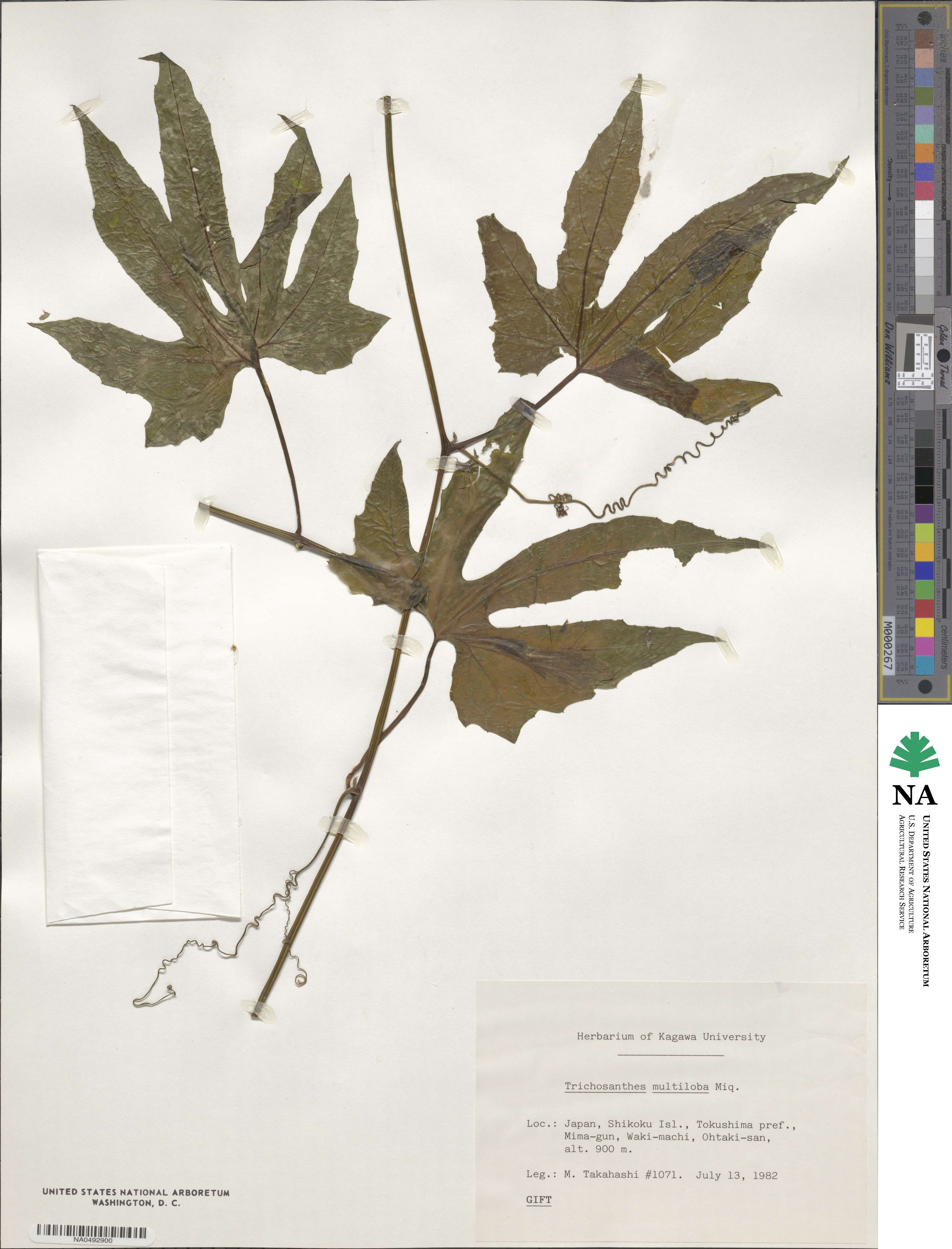 Trichosanthes multiloba image