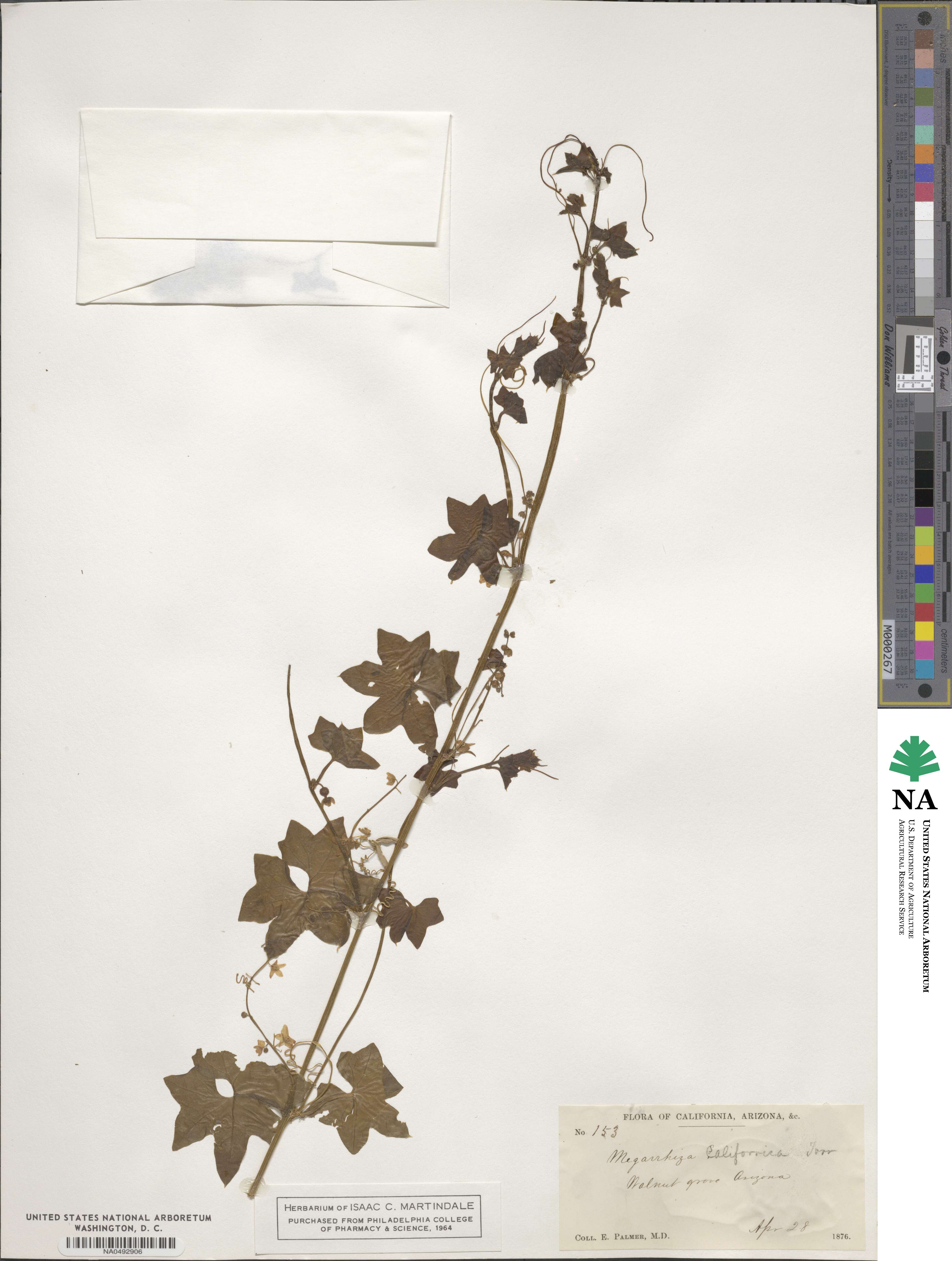Marah macrocarpa image