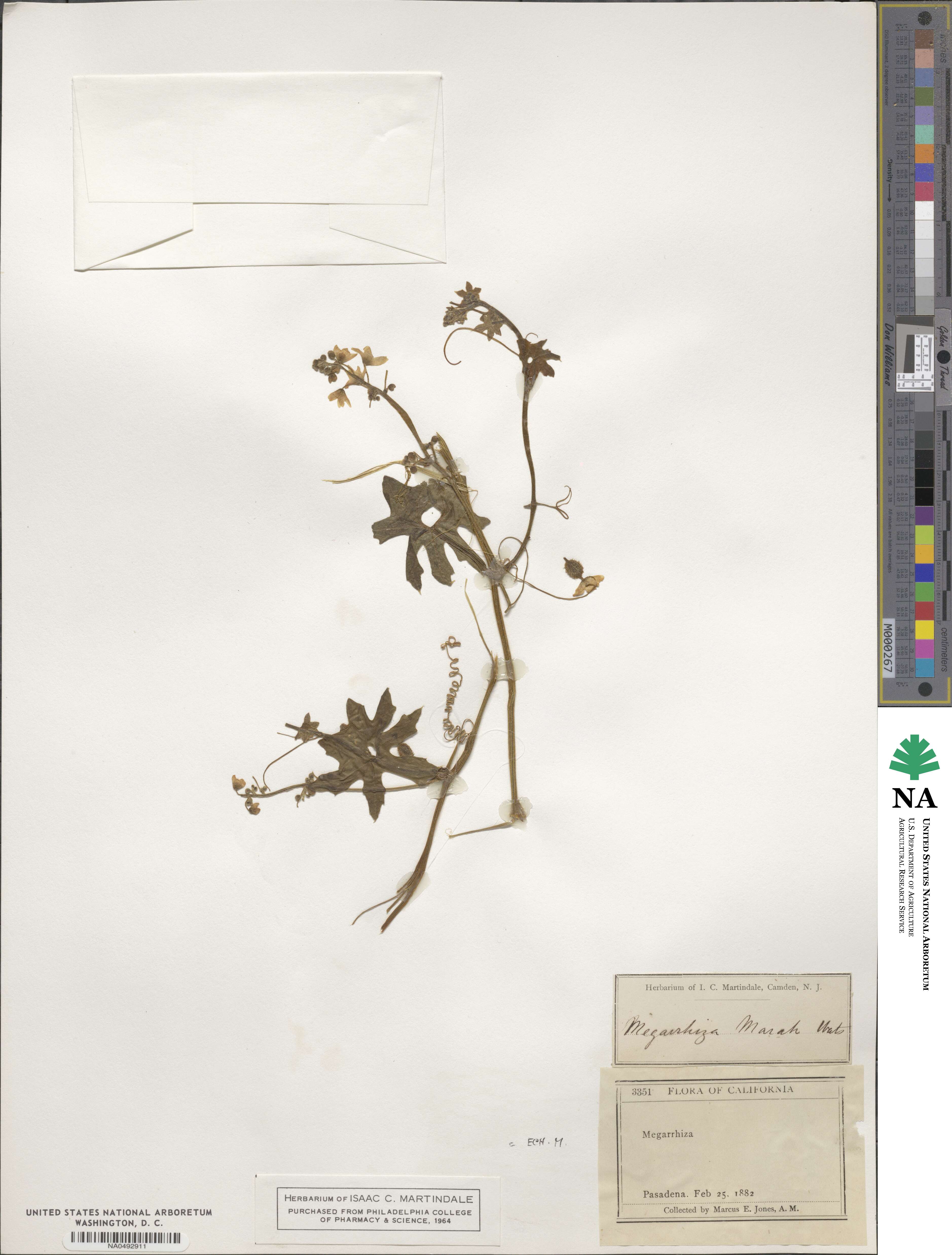 Marah watsonii image