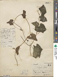 Coccinia grandis image