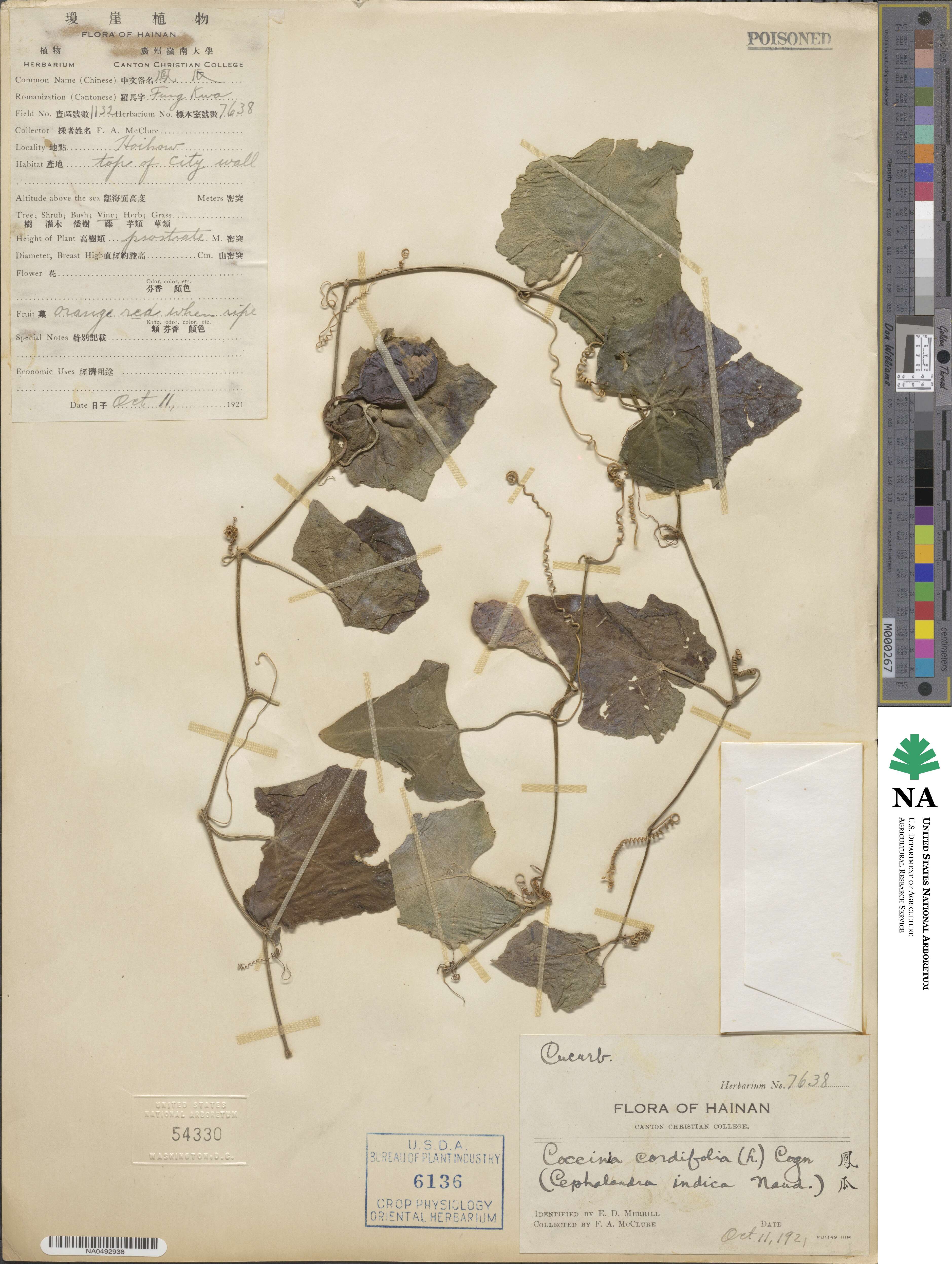 Coccinia grandis image