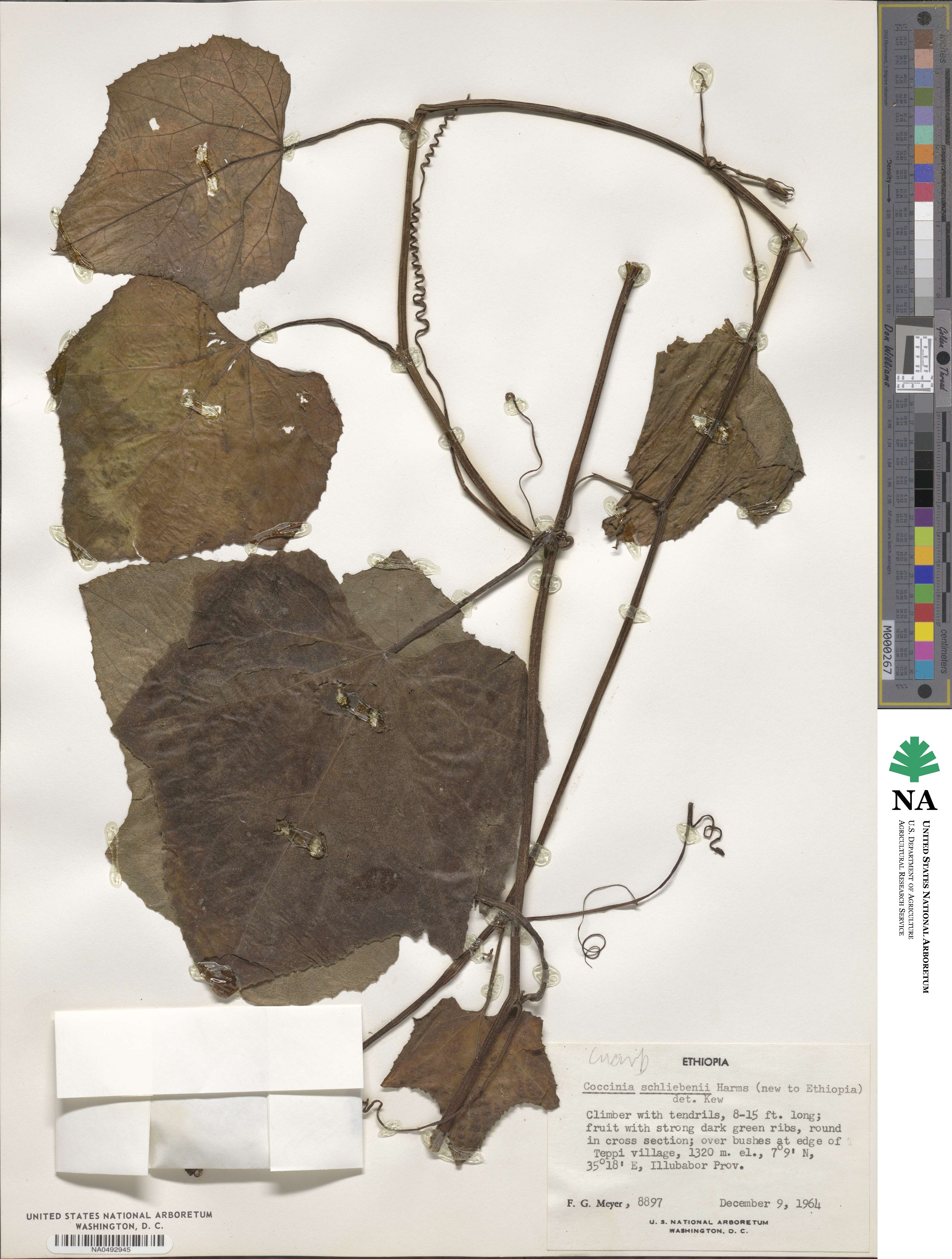 Coccinia image