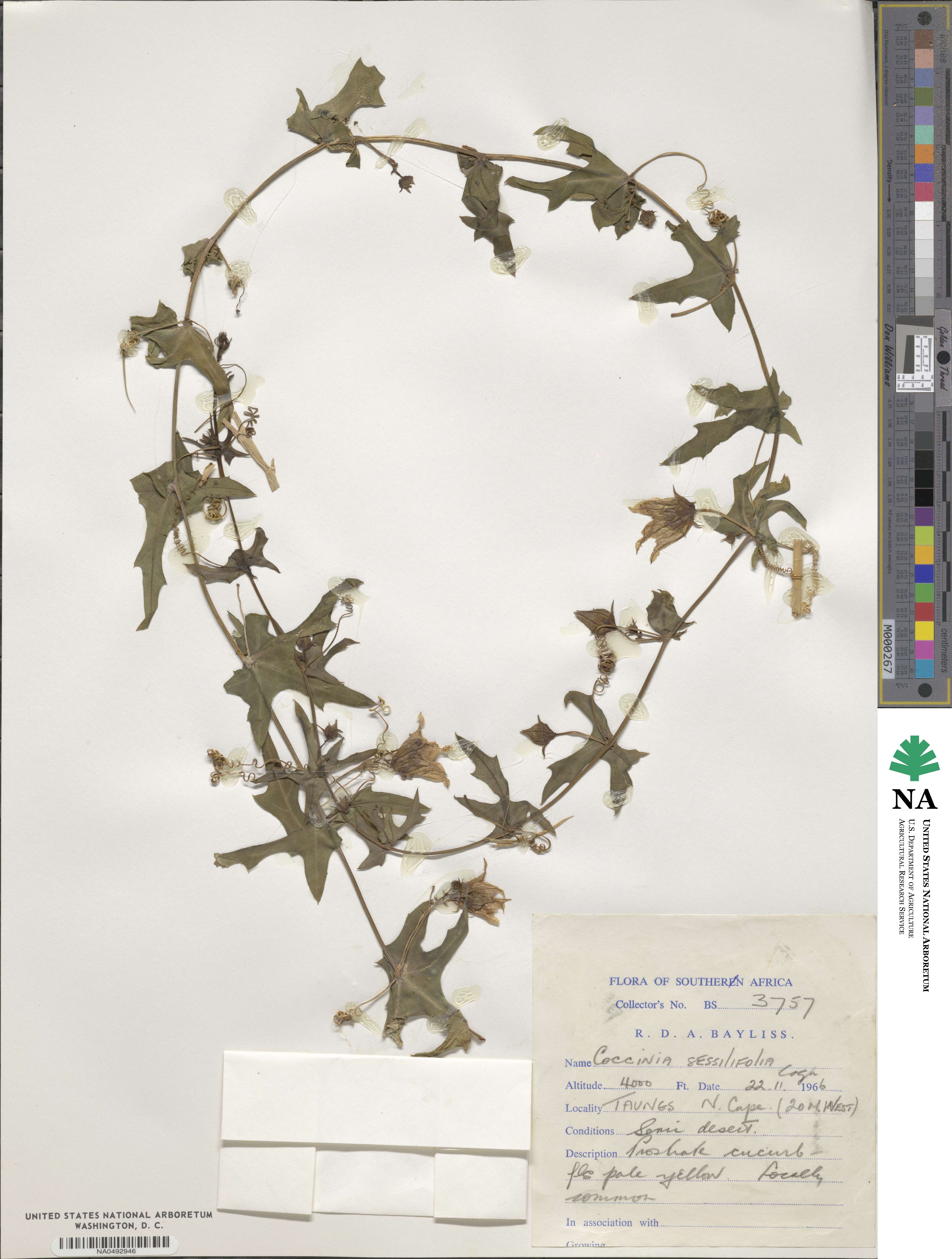 Coccinia sessilifolia image