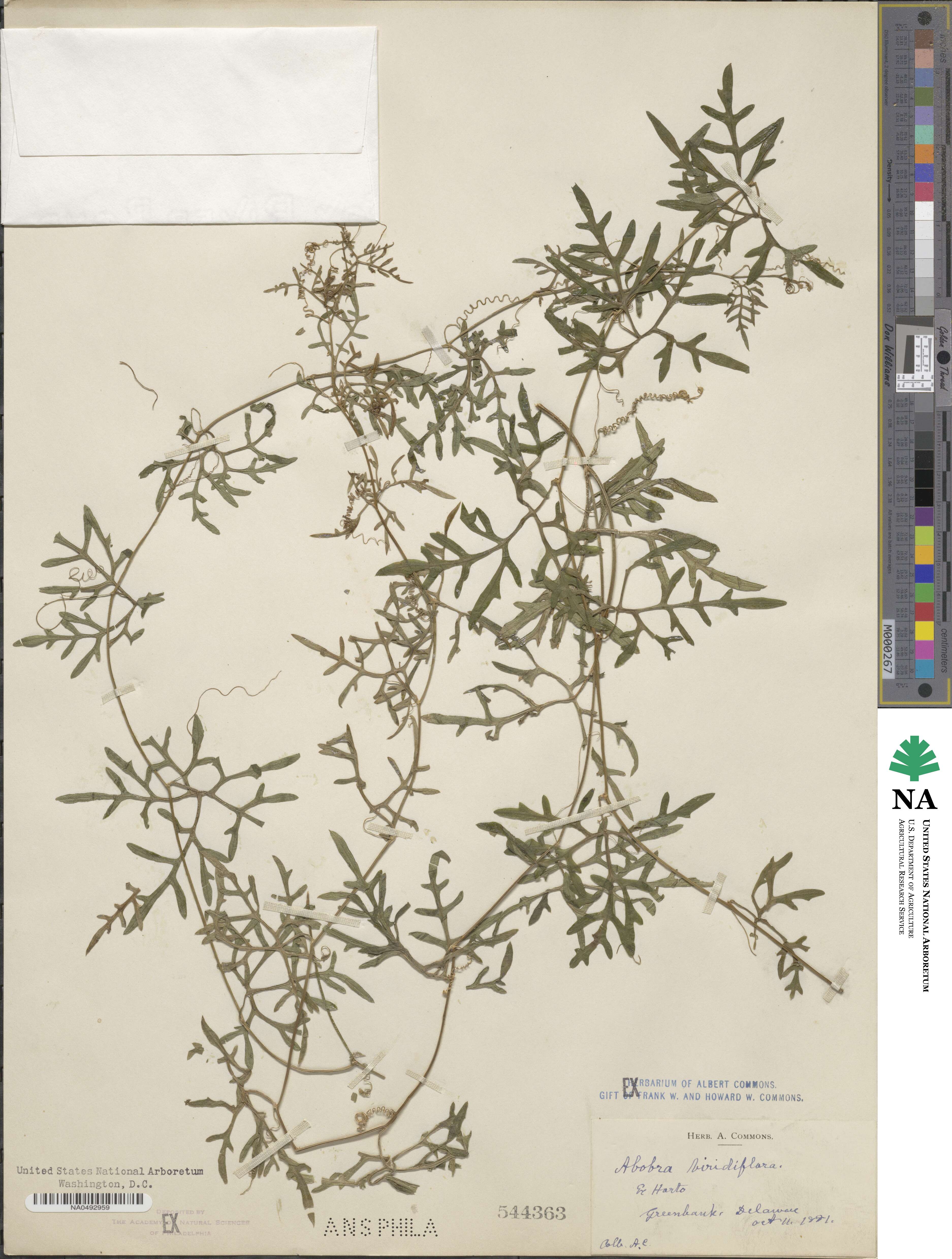 Abobra tenuifolia image