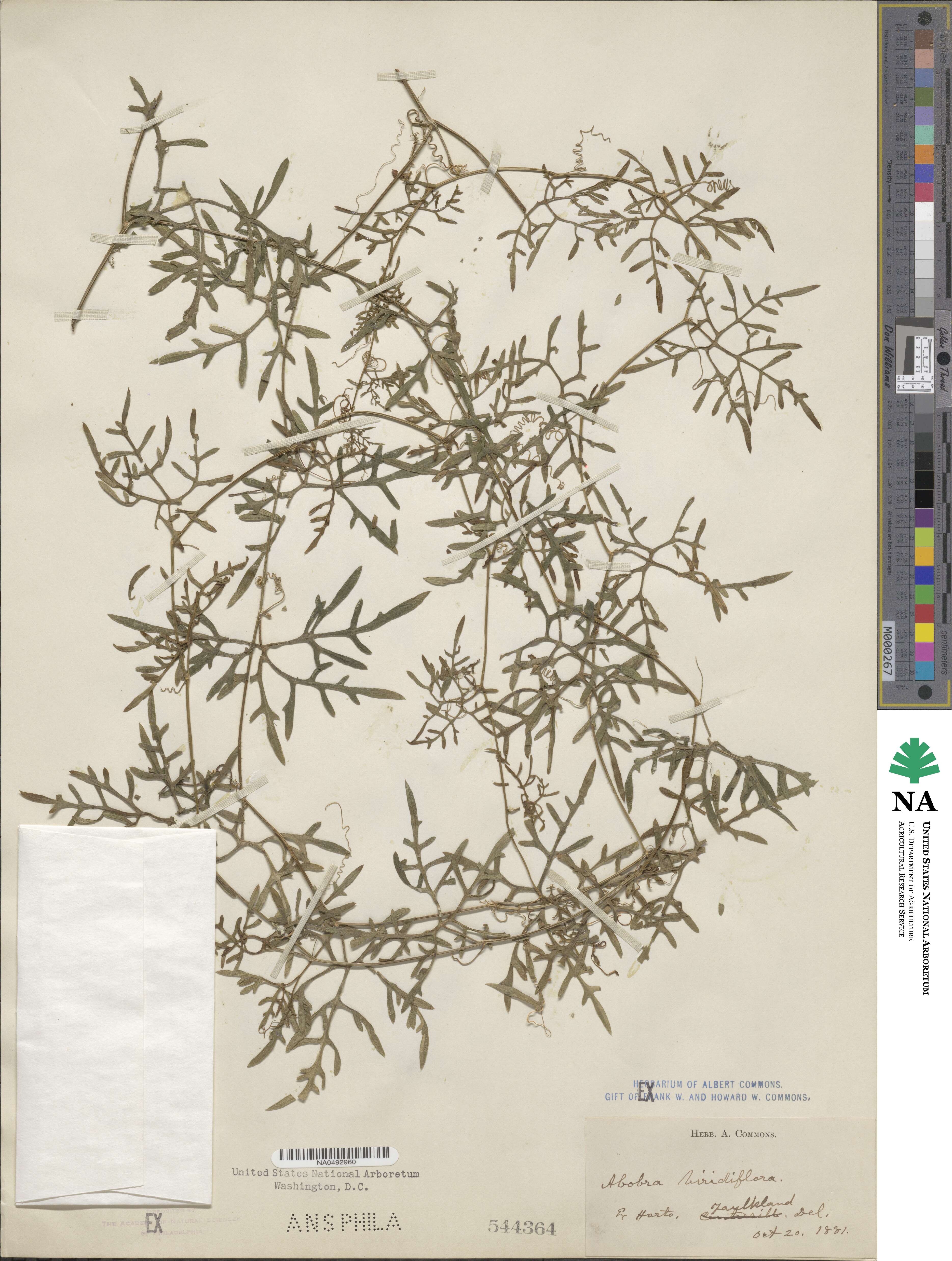Abobra tenuifolia image