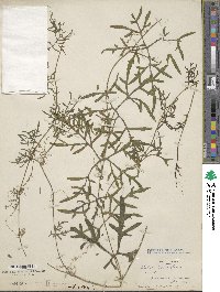 Abobra tenuifolia image