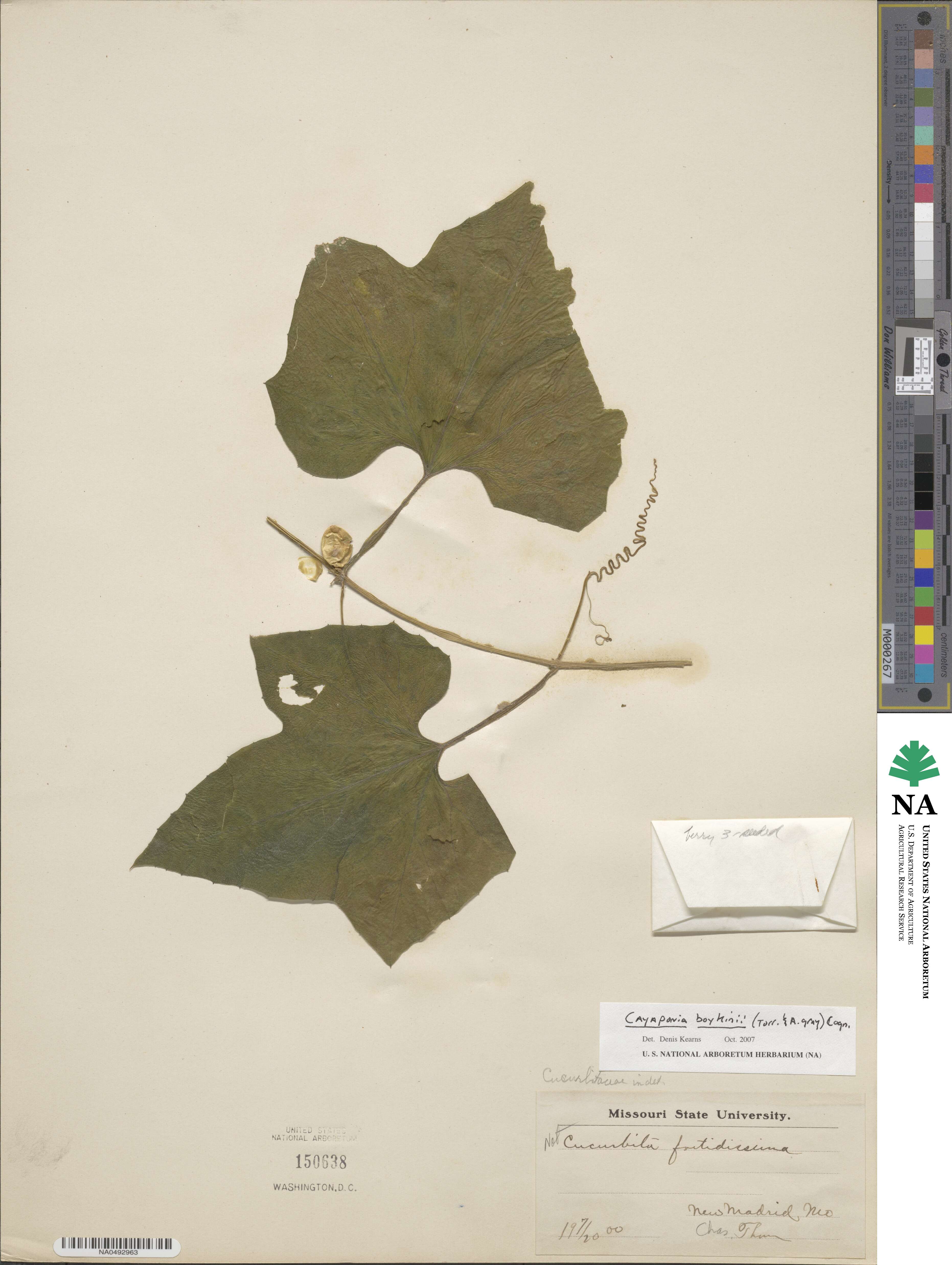 Cayaponia quinqueloba image