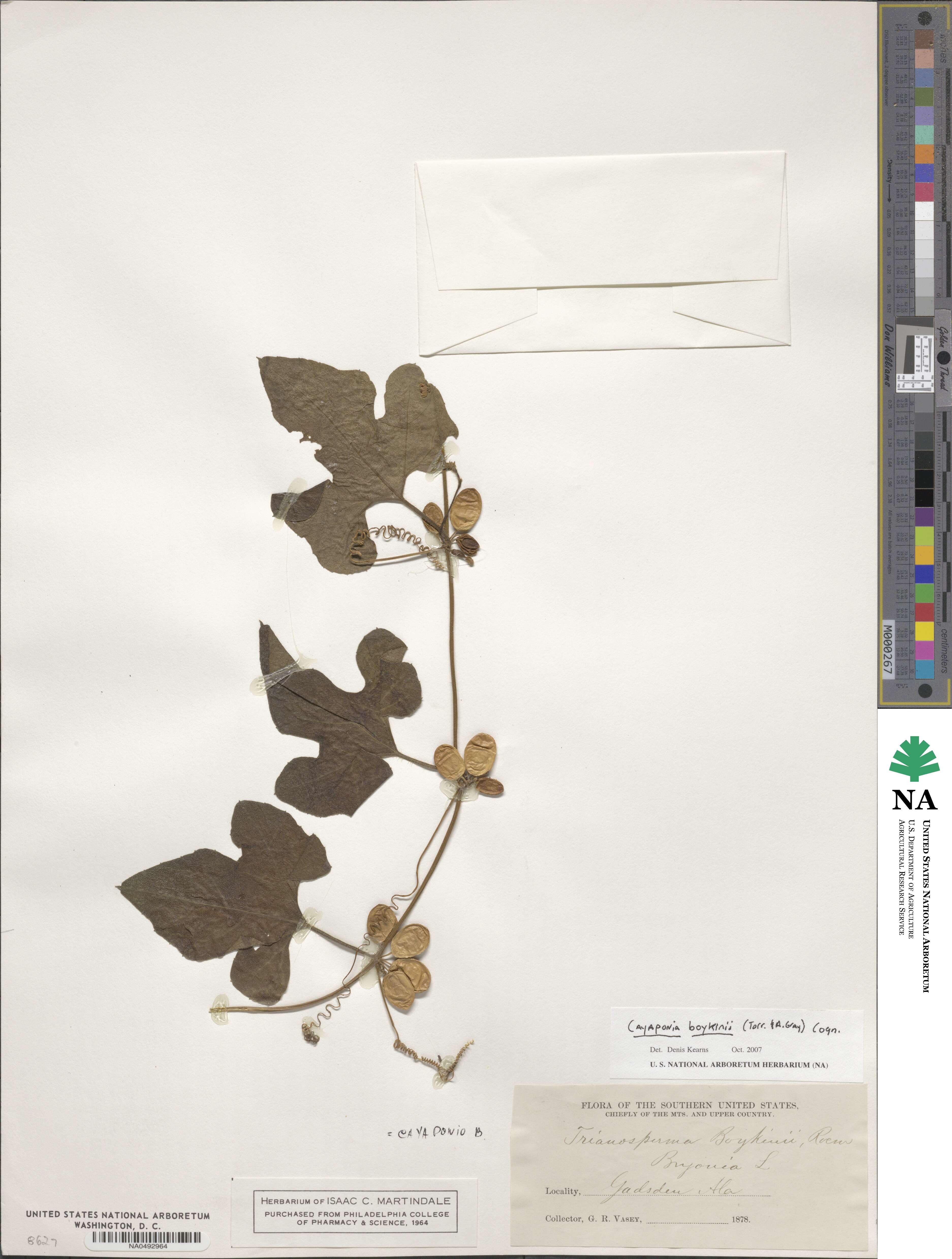 Cayaponia quinqueloba image