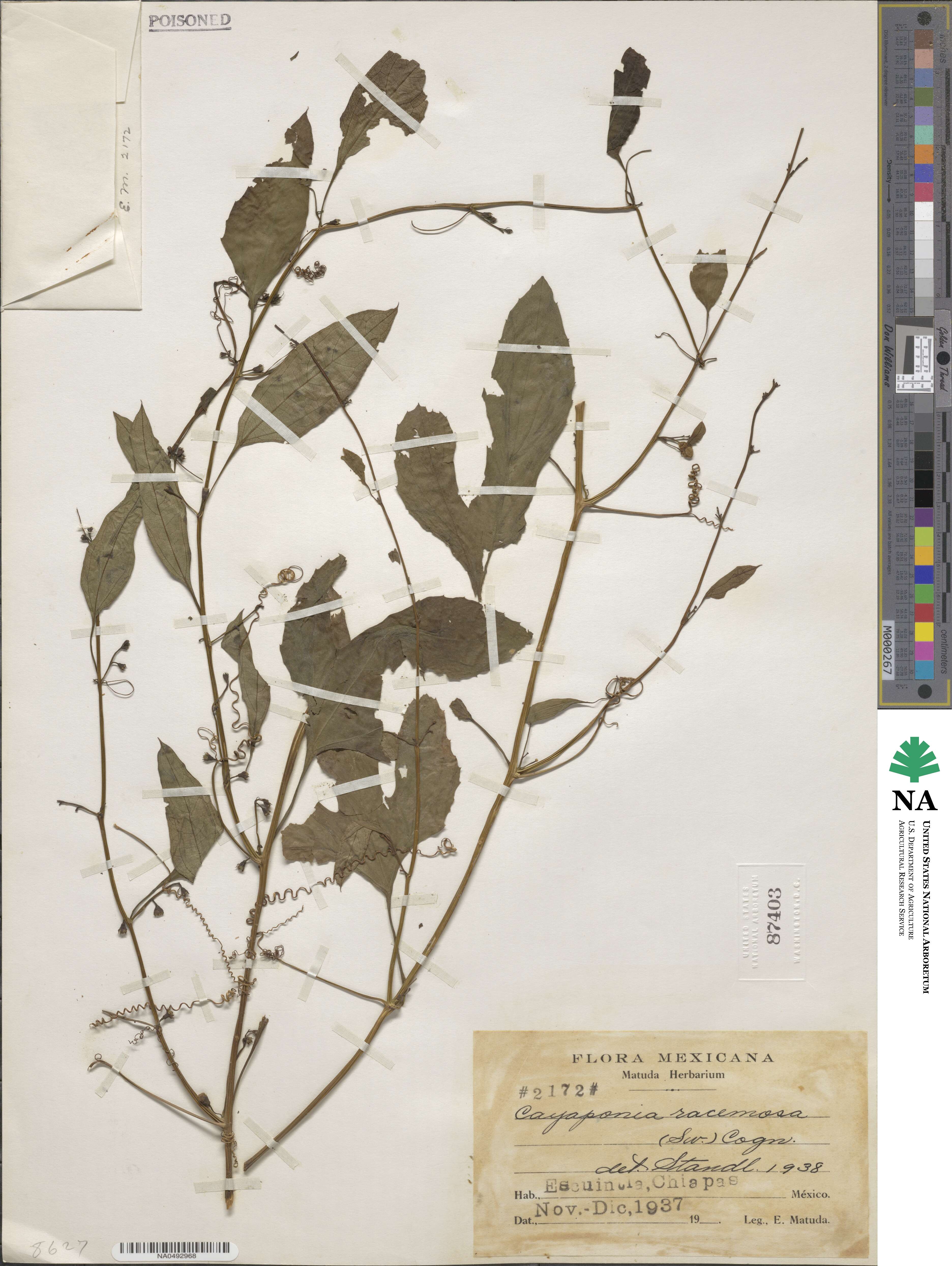 Cayaponia racemosa image