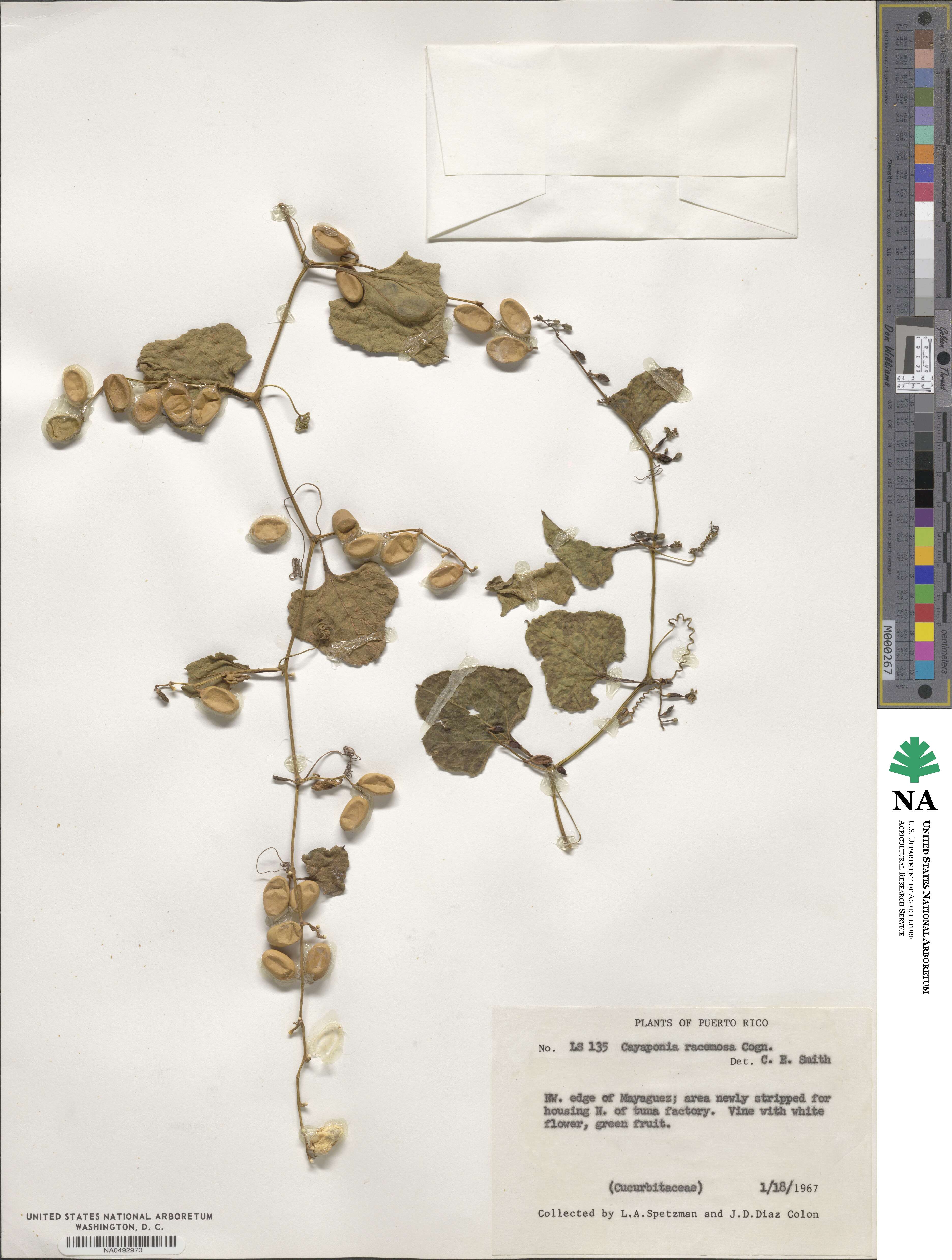 Cayaponia racemosa image