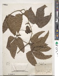 Cayaponia racemosa image