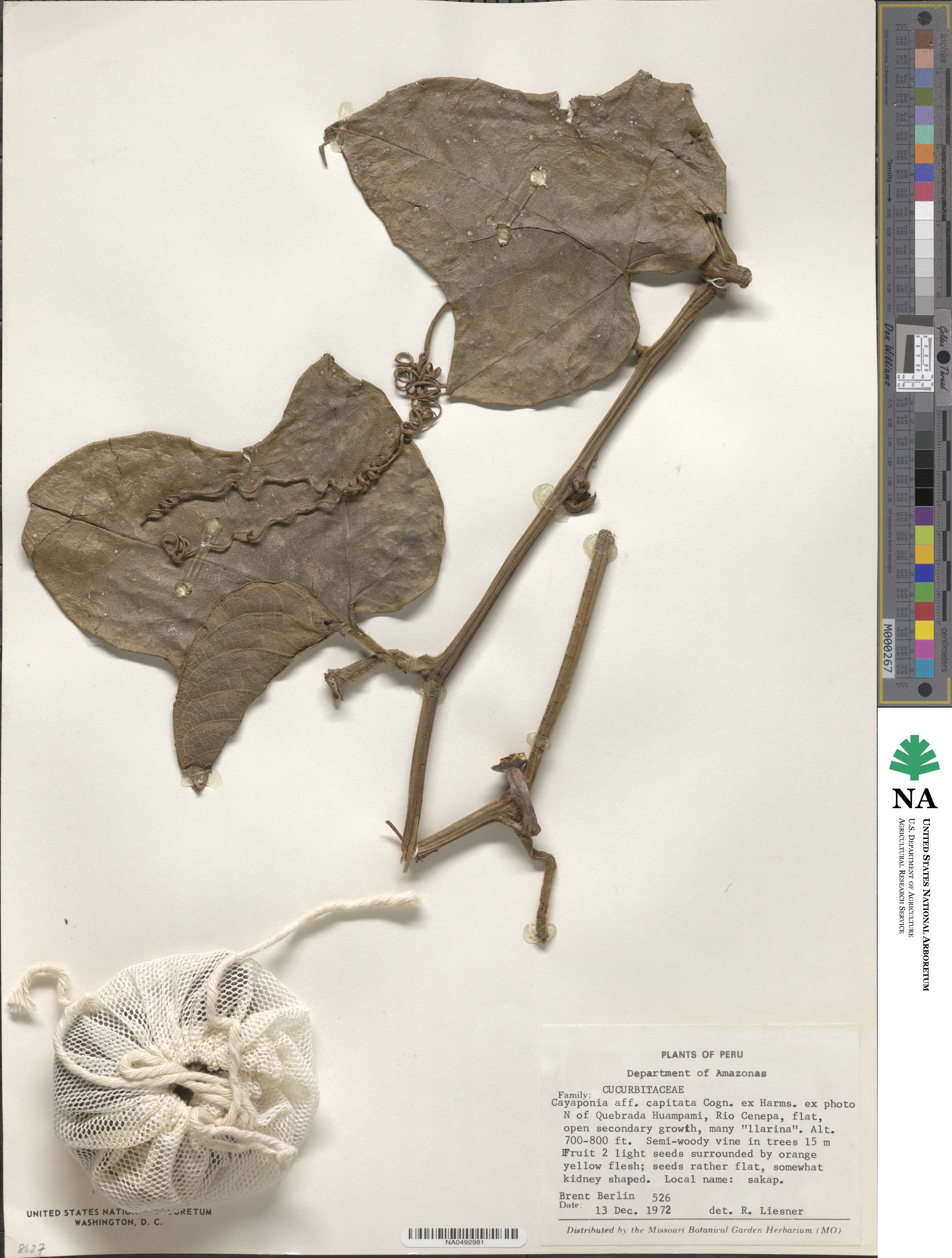 Cayaponia capitata image