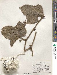 Cayaponia capitata image