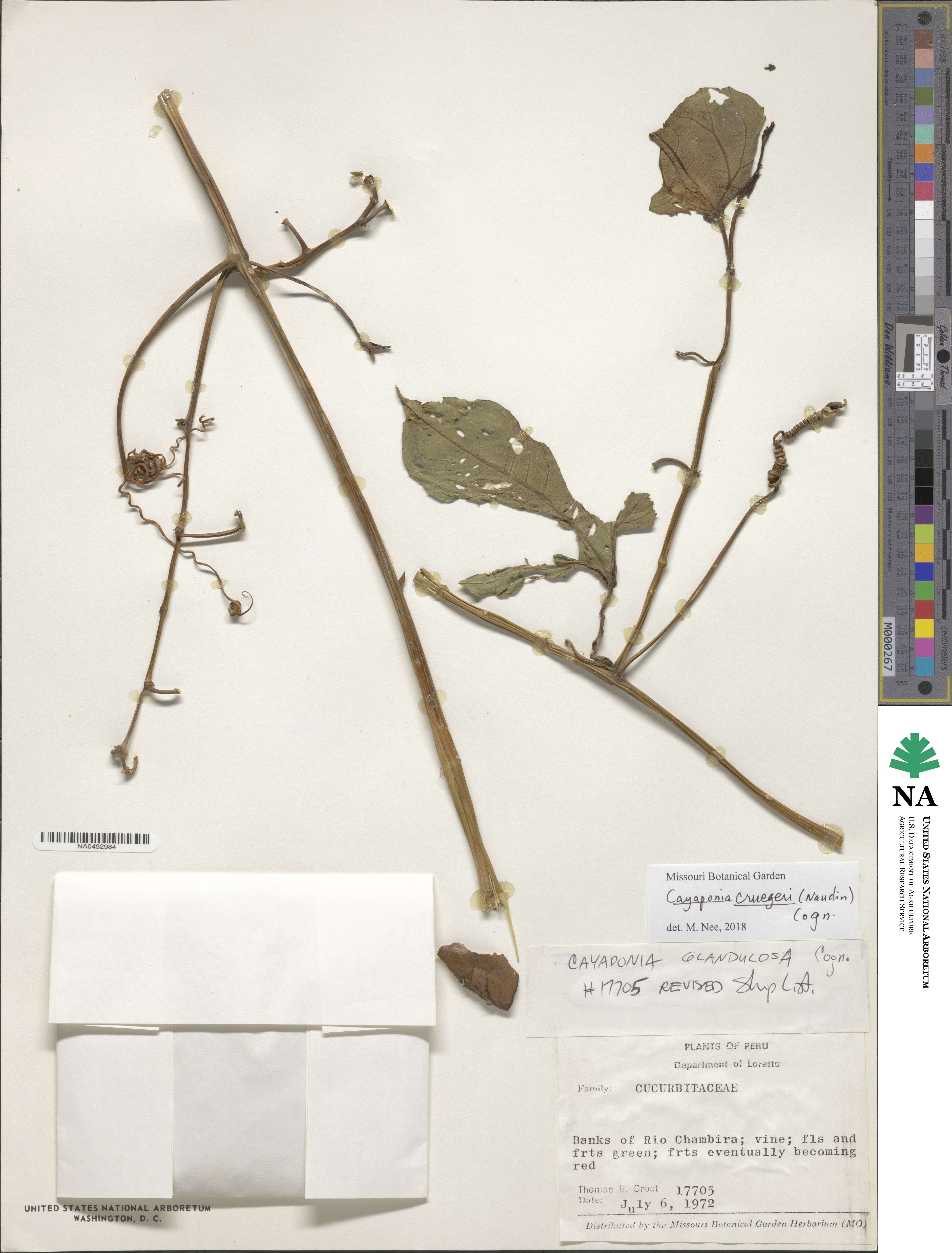 Cayaponia cruegeri image