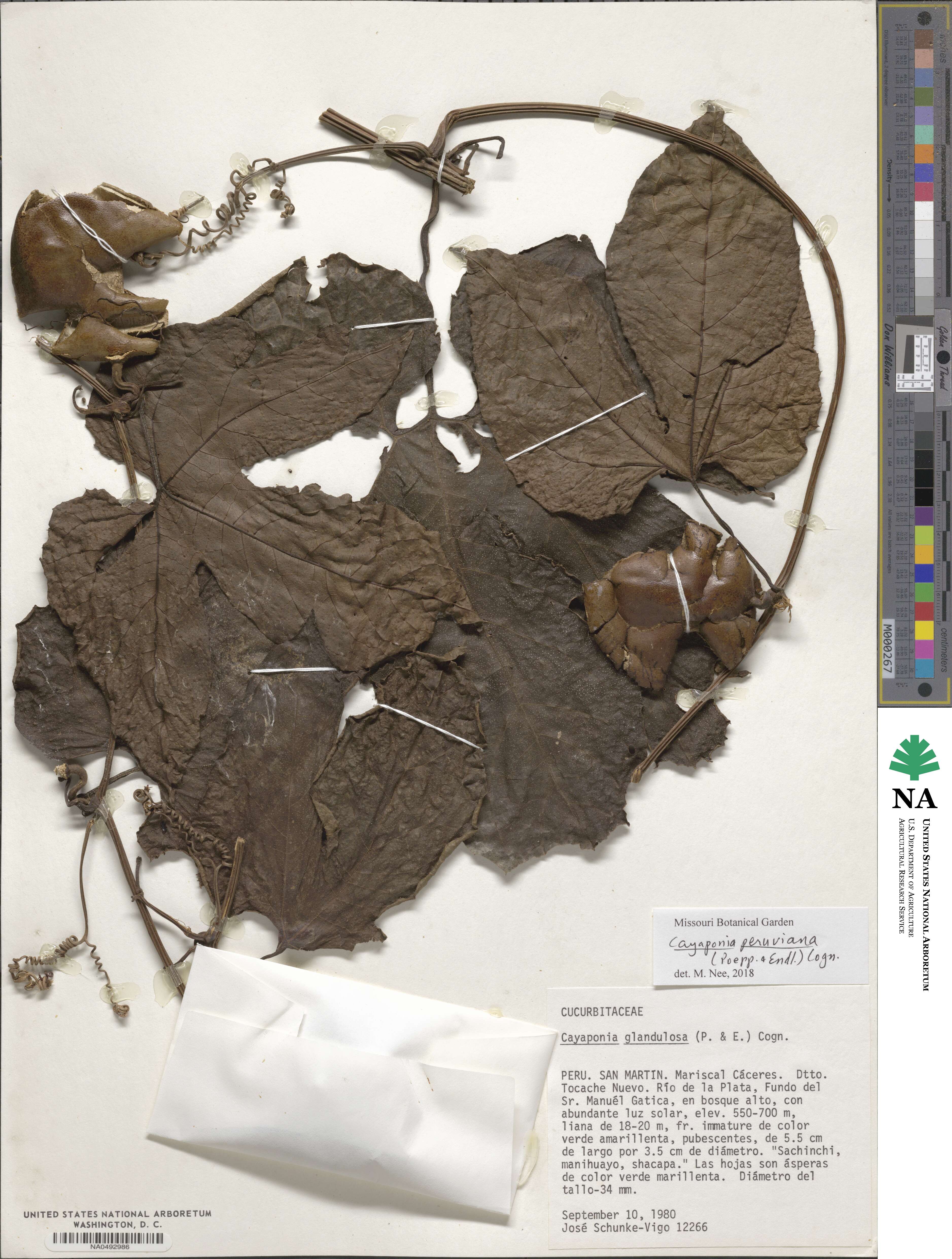 Cayaponia peruviana image