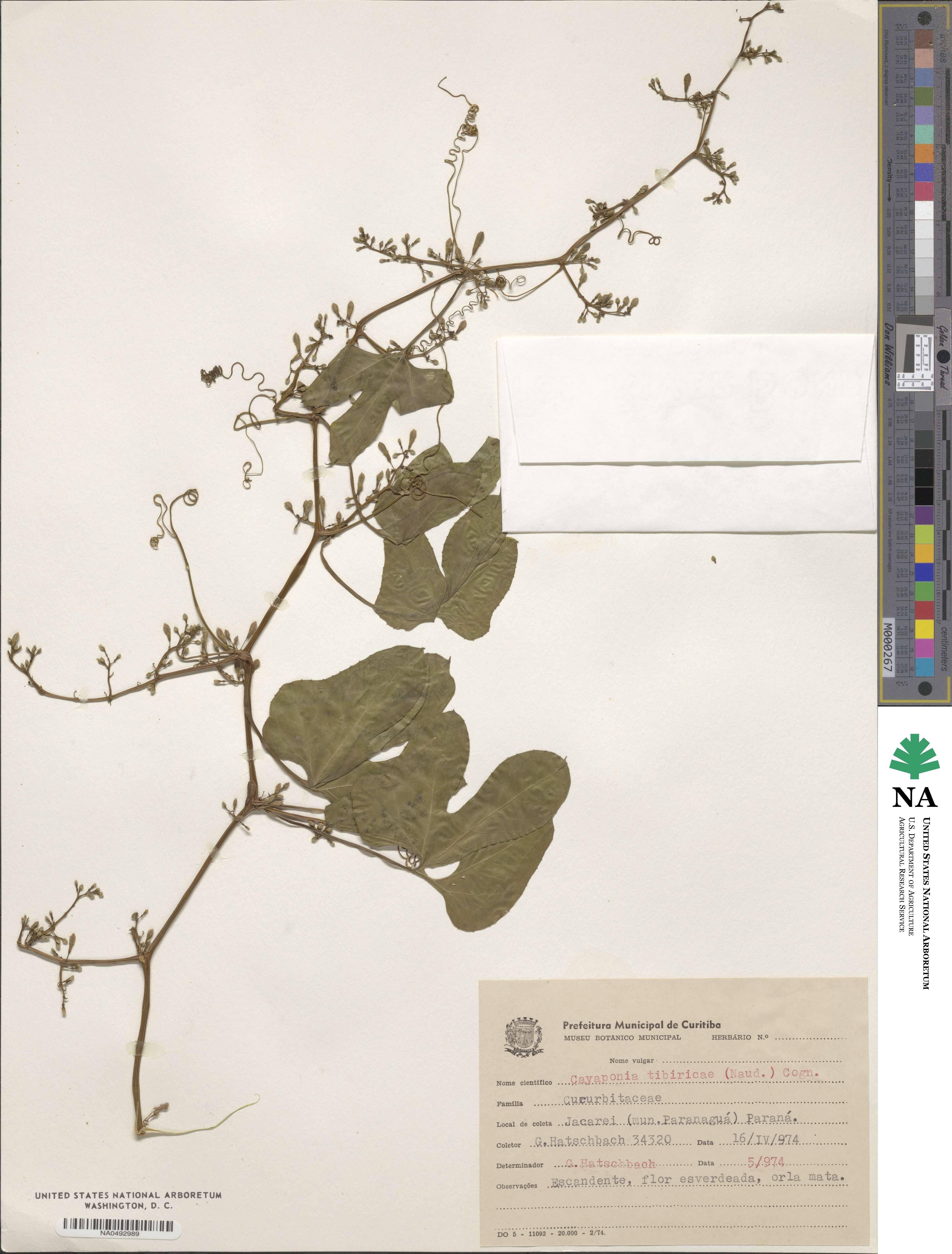 Cayaponia tibiricae image