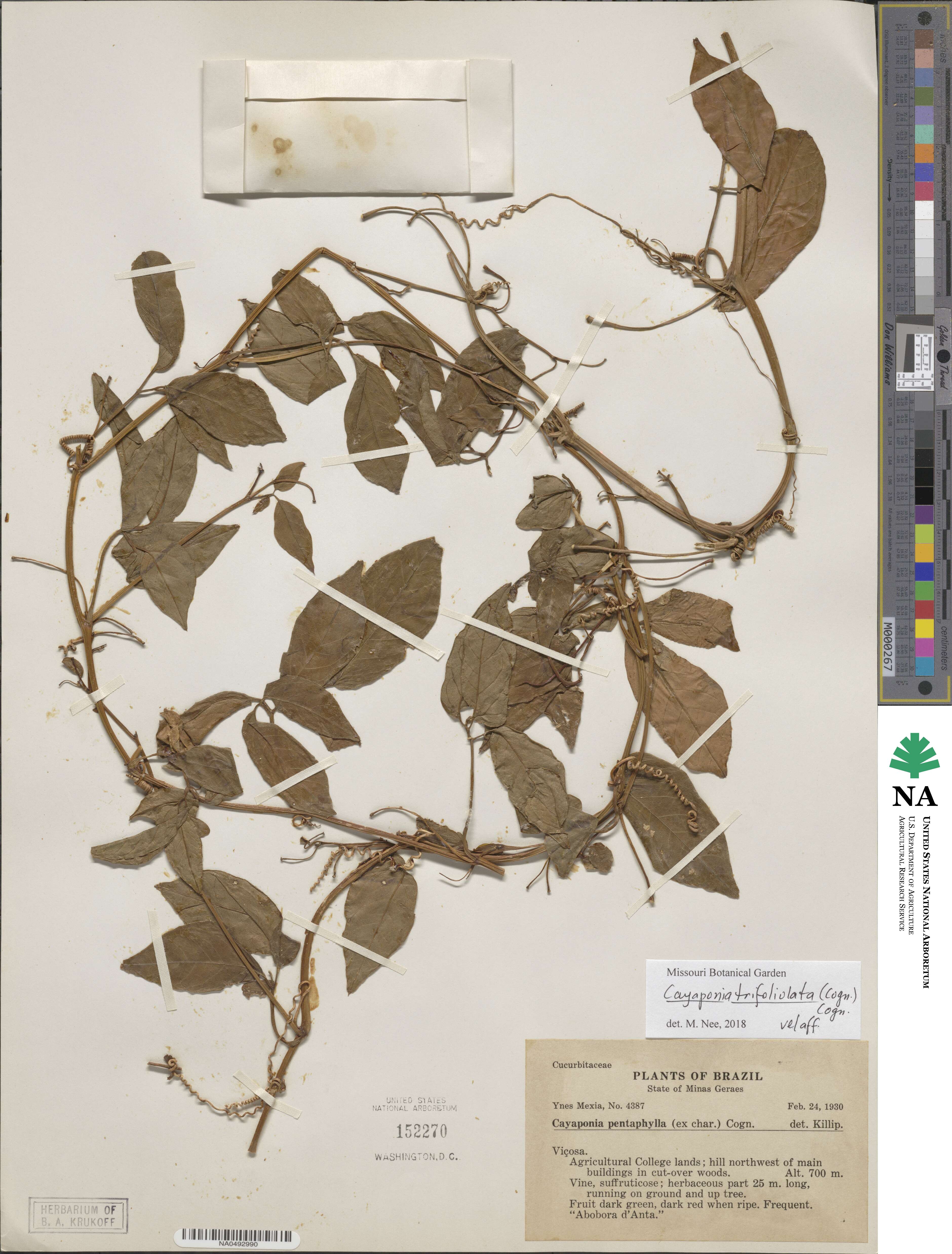 Cayaponia trifoliolata image