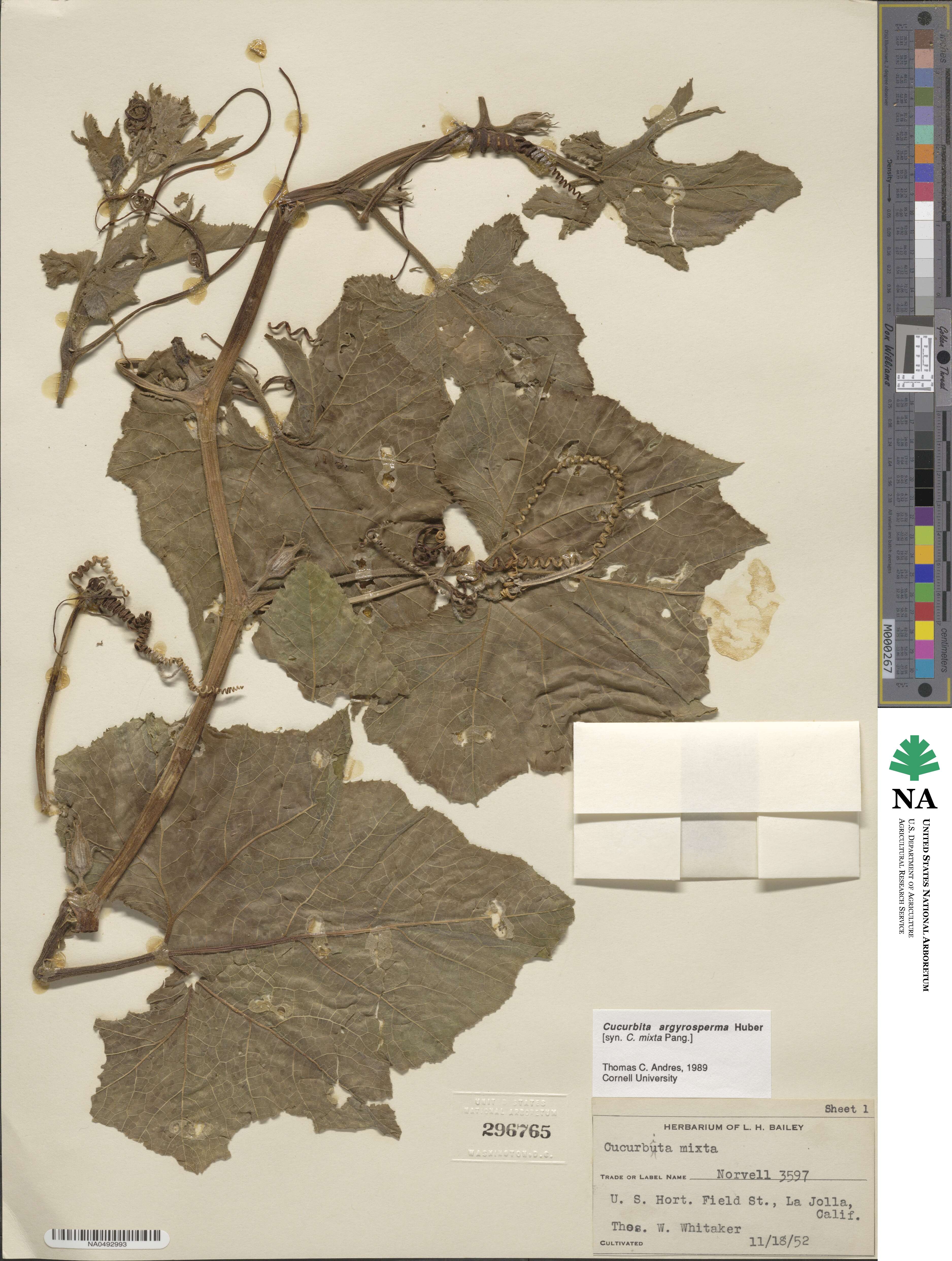 Cucurbita argyrosperma image