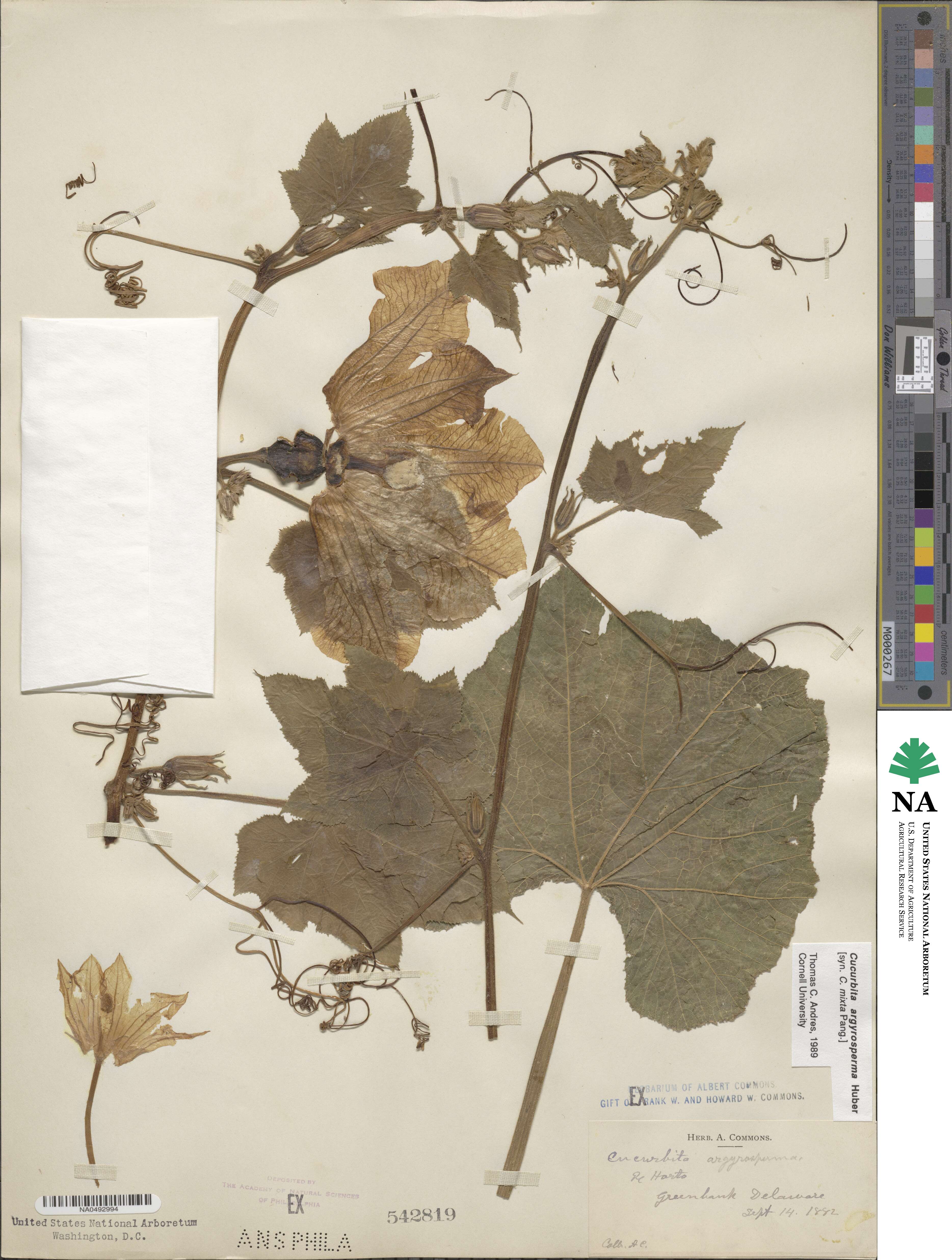 Cucurbita argyrosperma image