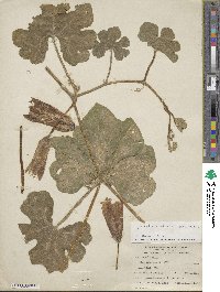 Image of Cucurbita ecuadorensis