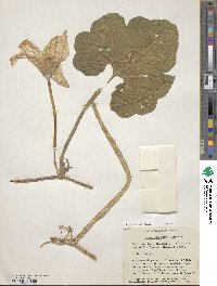 Cucurbita ficifolia image
