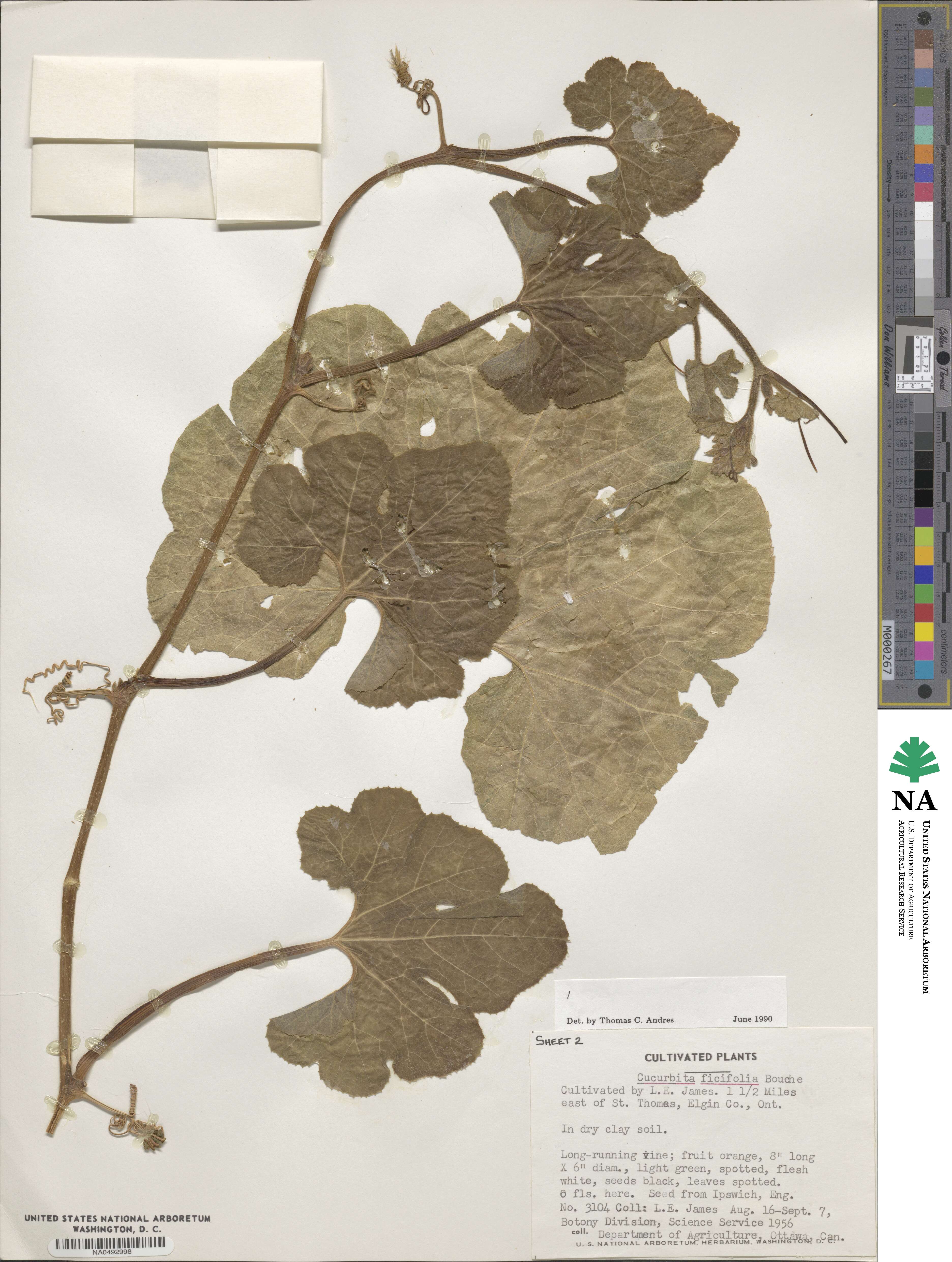 Cucurbita ficifolia image
