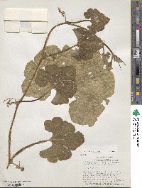 Cucurbita ficifolia image