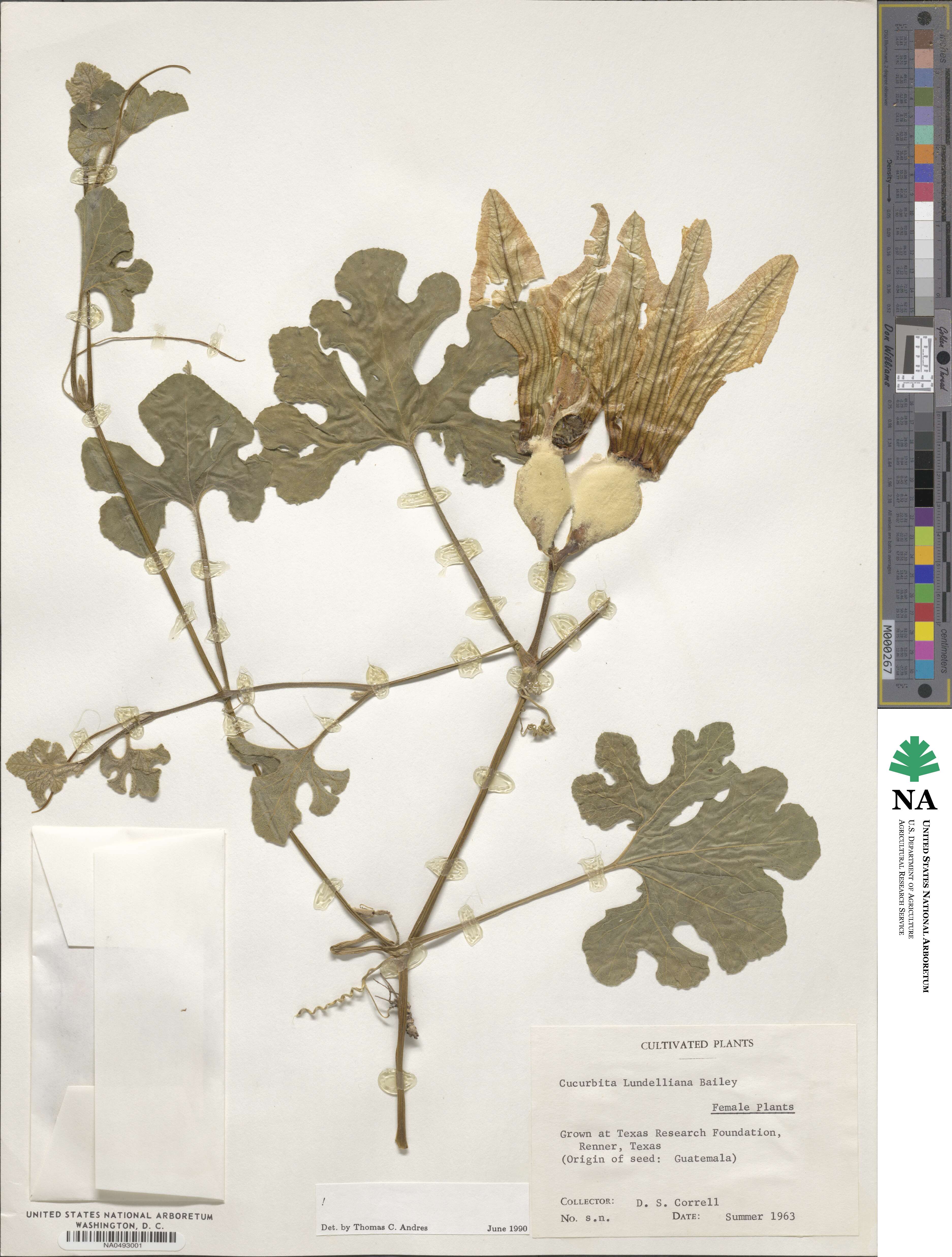 Cucurbita lundelliana image