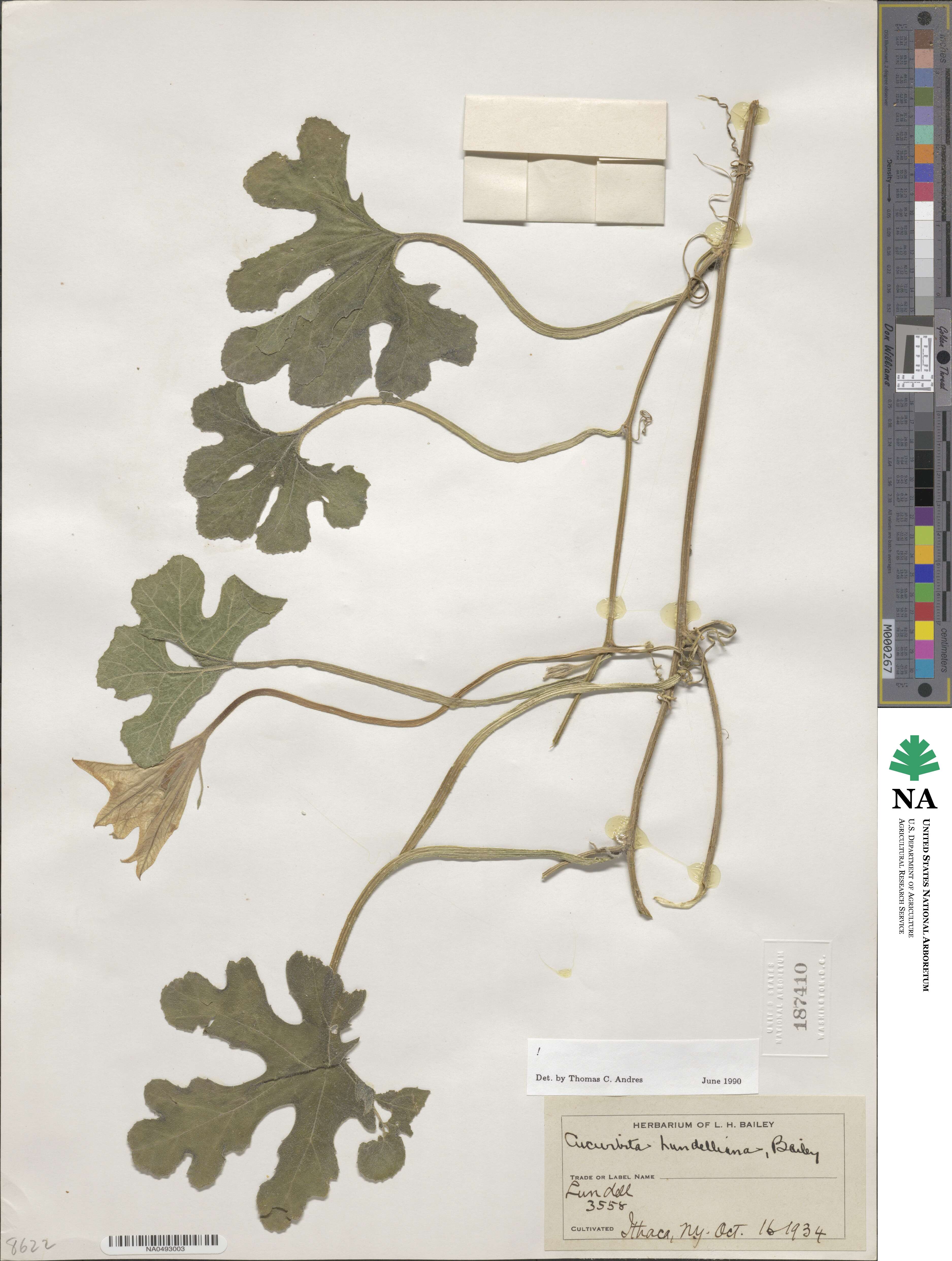 Cucurbita lundelliana image