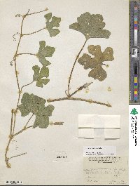 Cucurbita lundelliana image