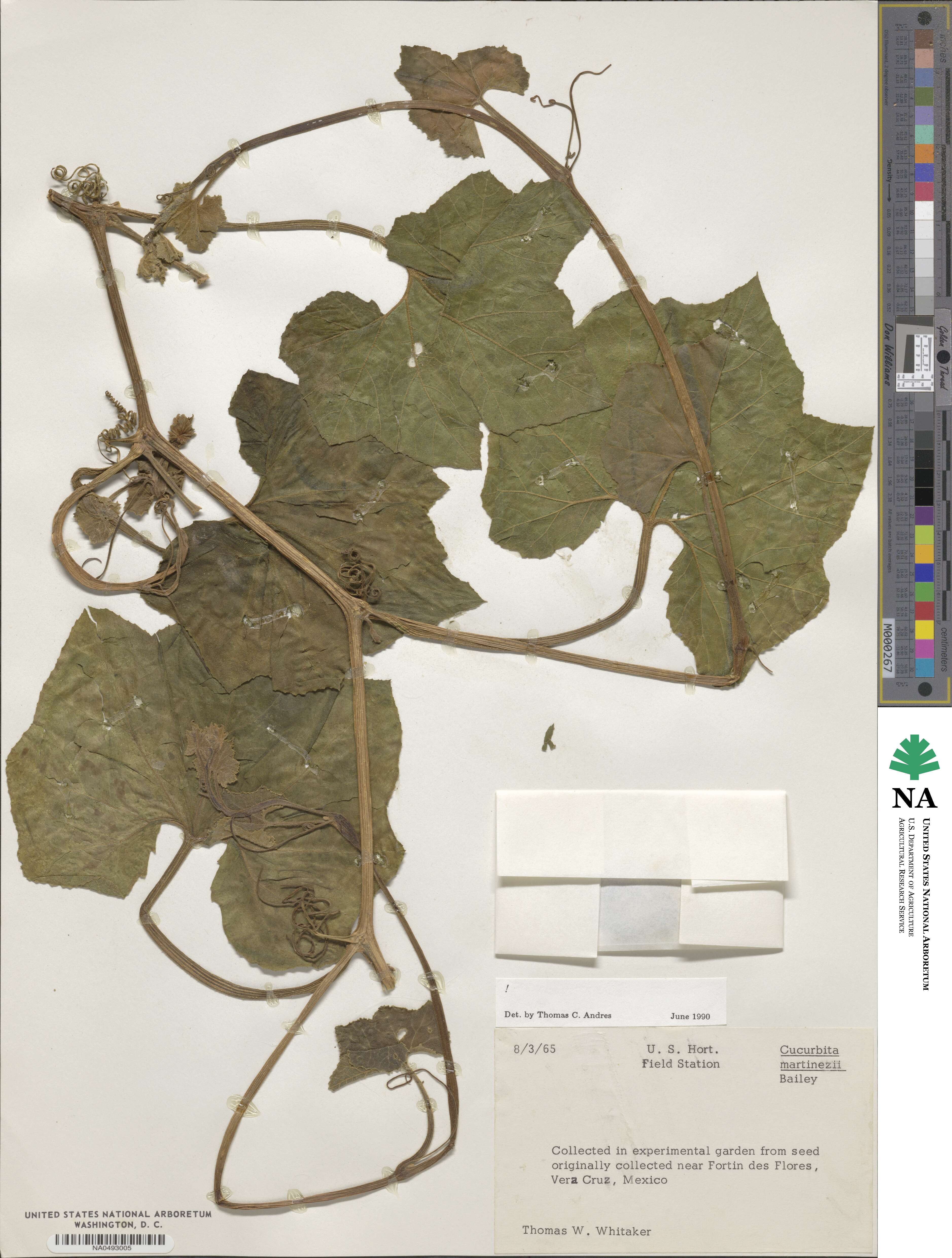 Cucurbita okeechobeensis image