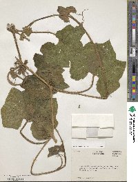 Cucurbita okeechobeensis image