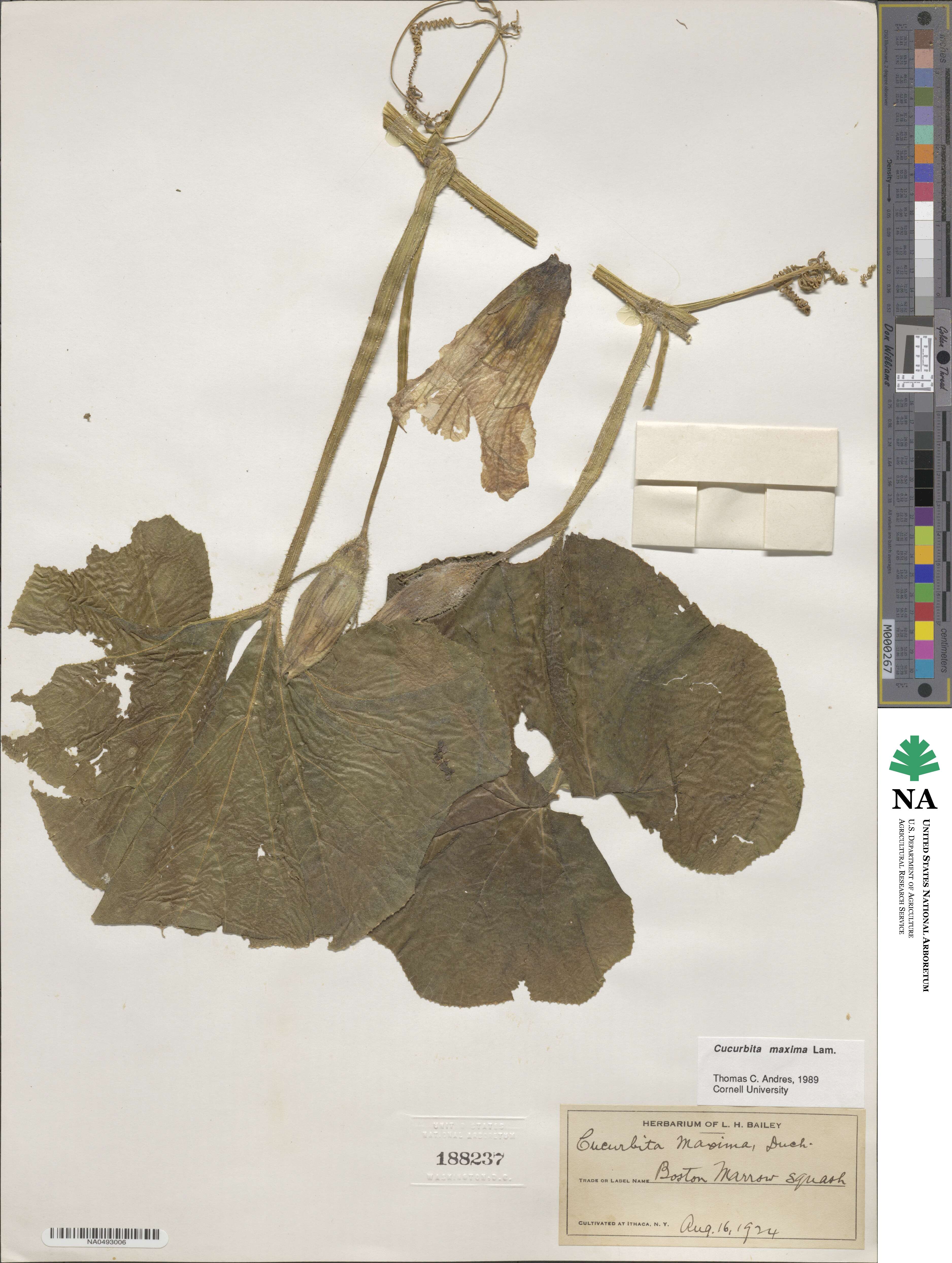 Cucurbita maxima image