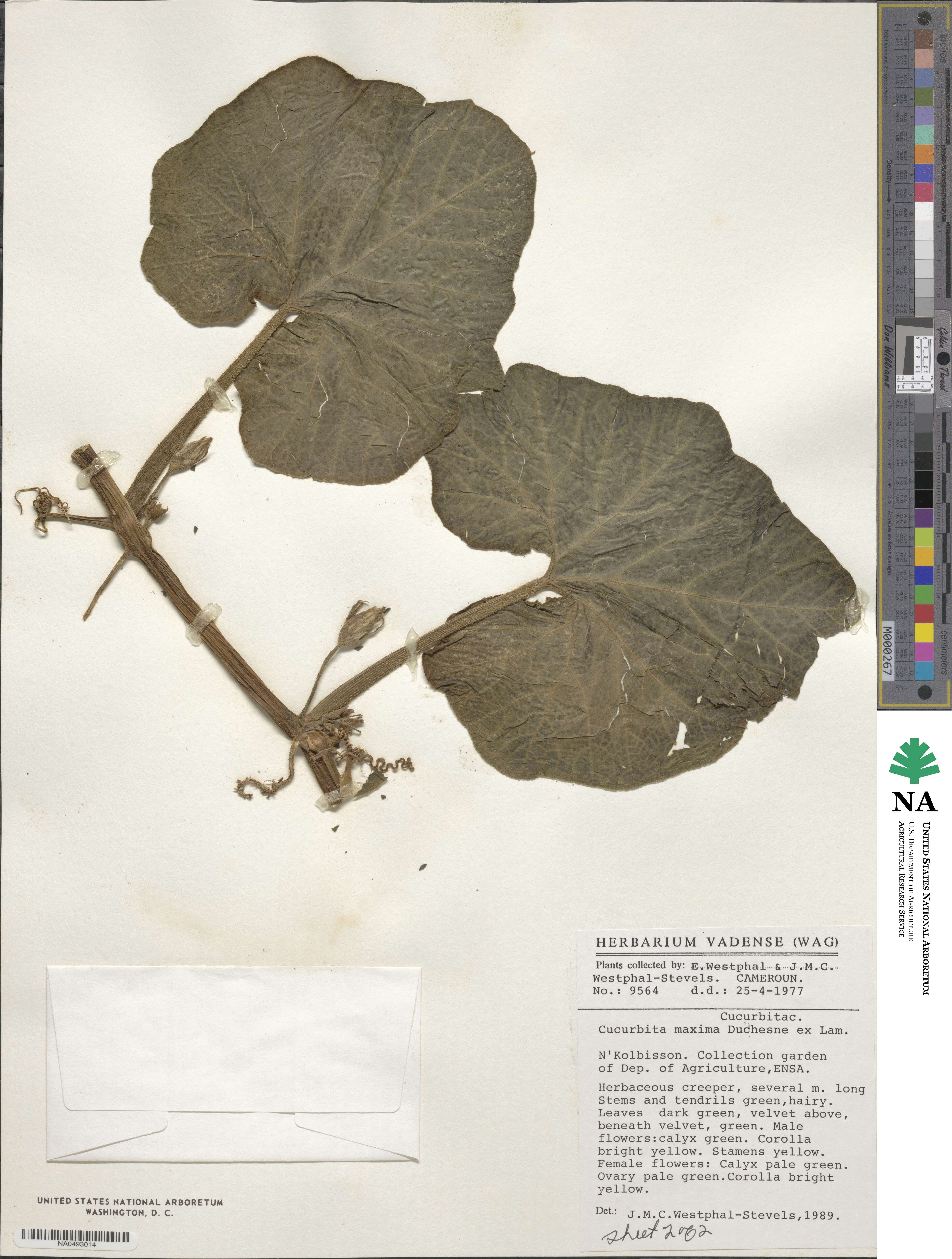 Cucurbita maxima image