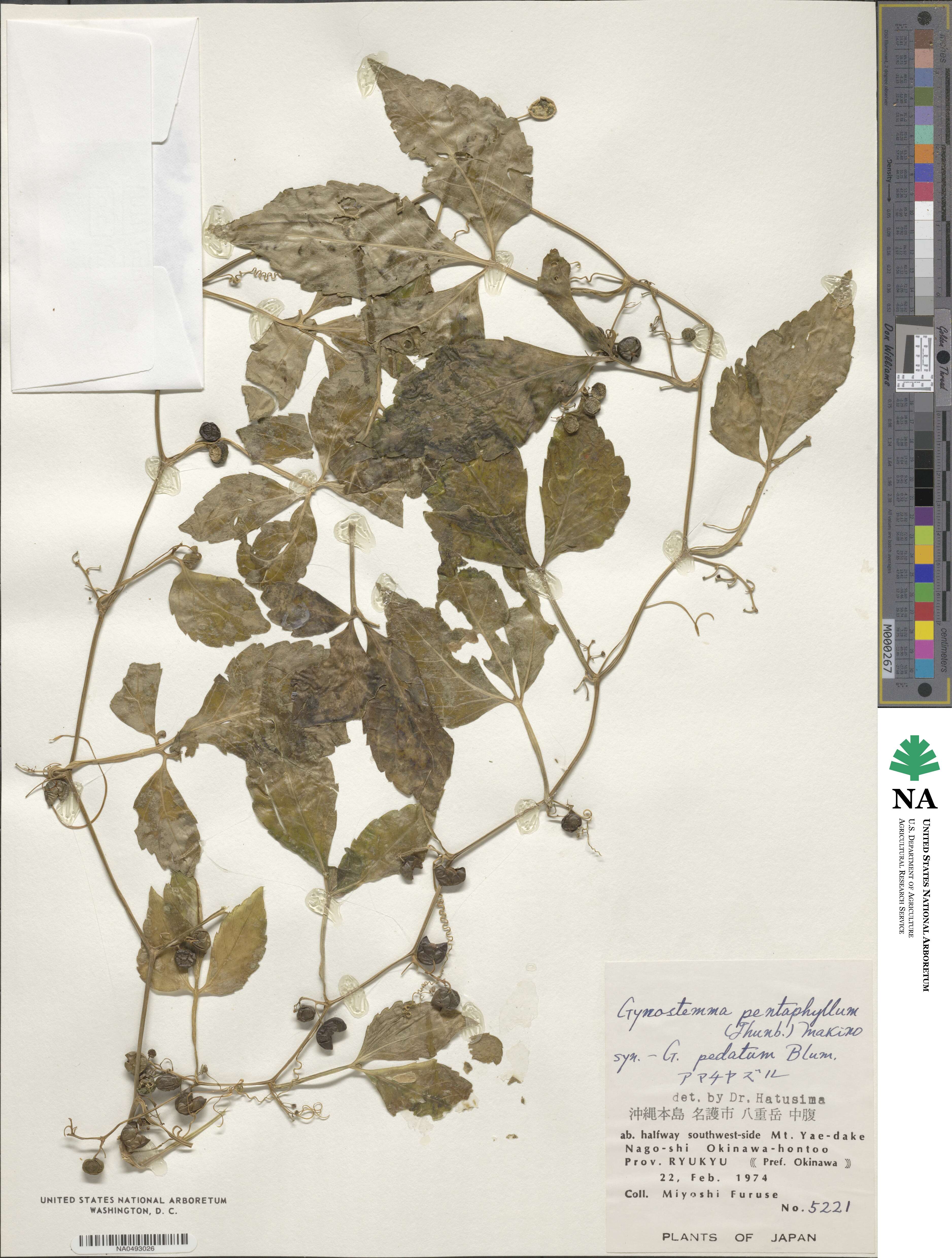 Gynostemma pentaphyllum image
