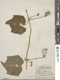 Sechium edule image