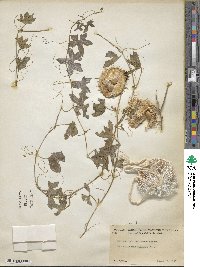 Marah macrocarpa image