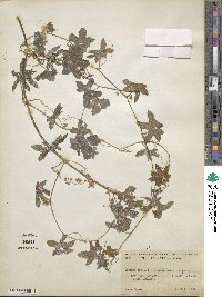 Marah macrocarpa image