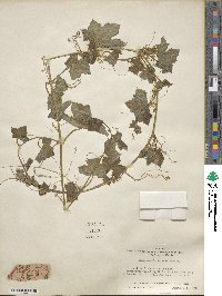 Marah fabacea image