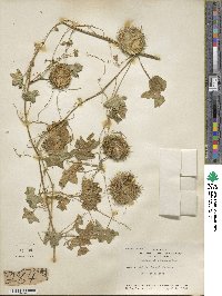 Marah fabacea image