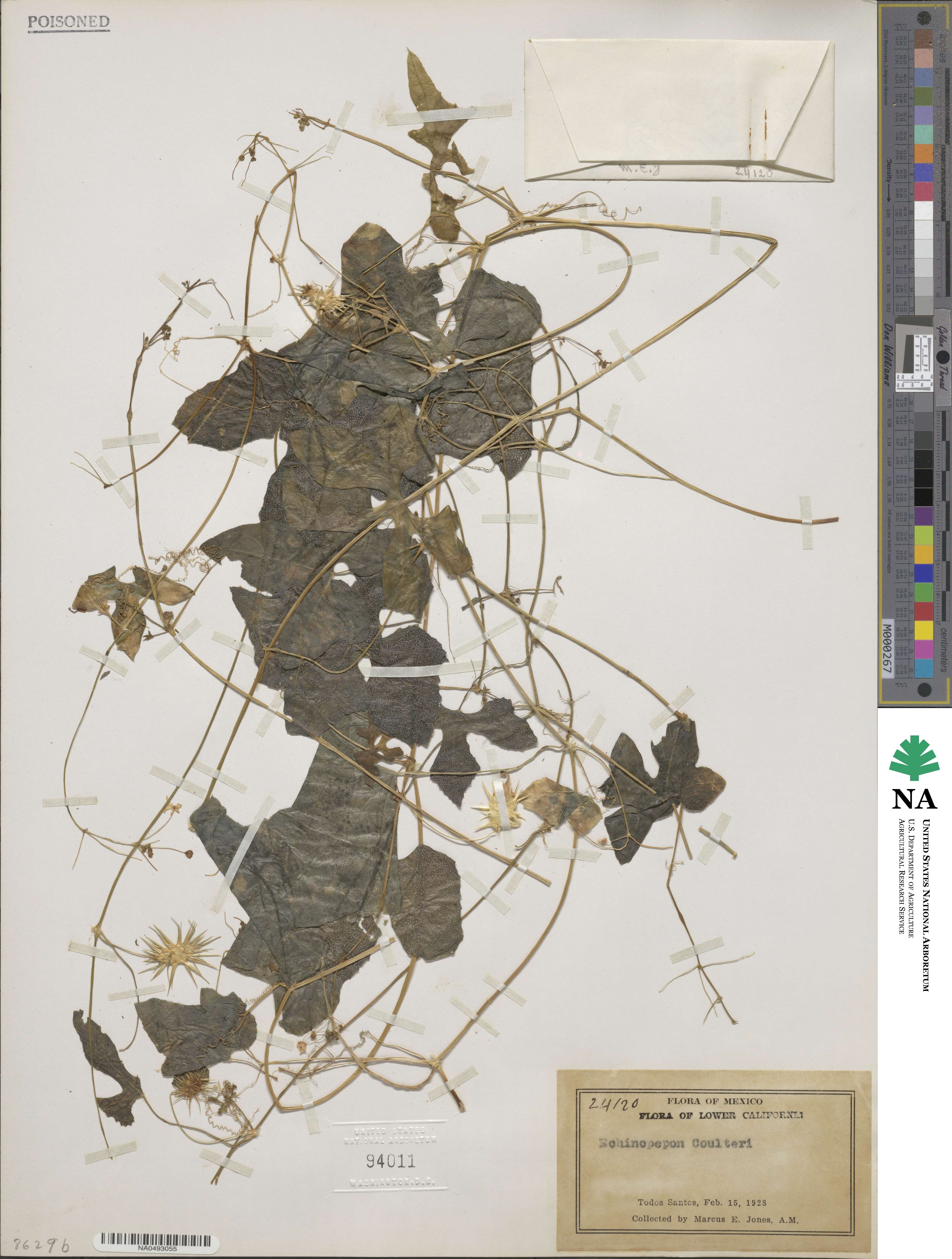 Echinopepon coulteri image