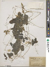 Image of Echinopepon coulteri