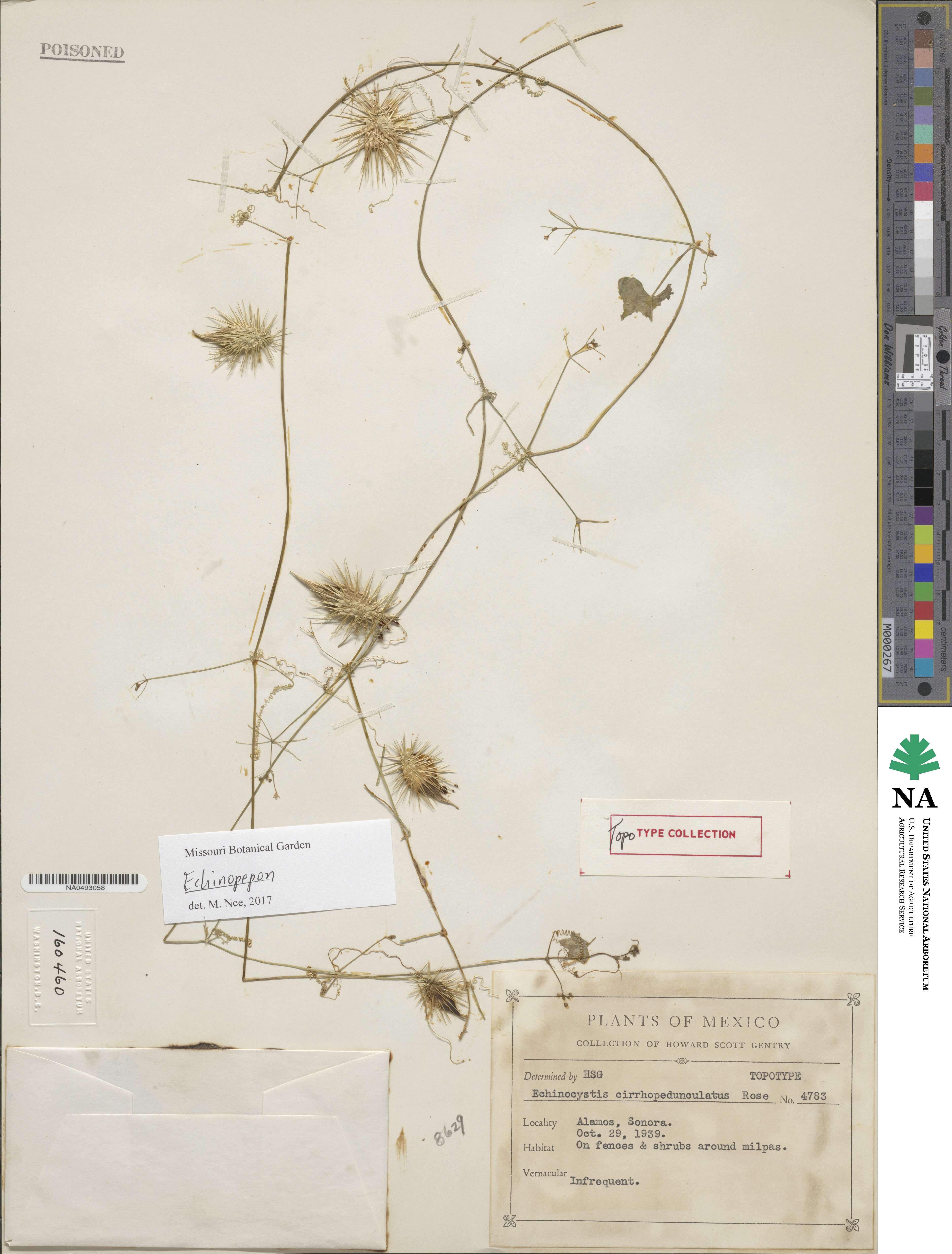 Echinopepon cirrhopedunculatus image