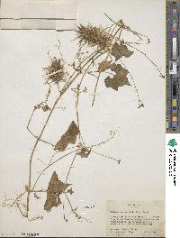 Echinopepon wrightii image